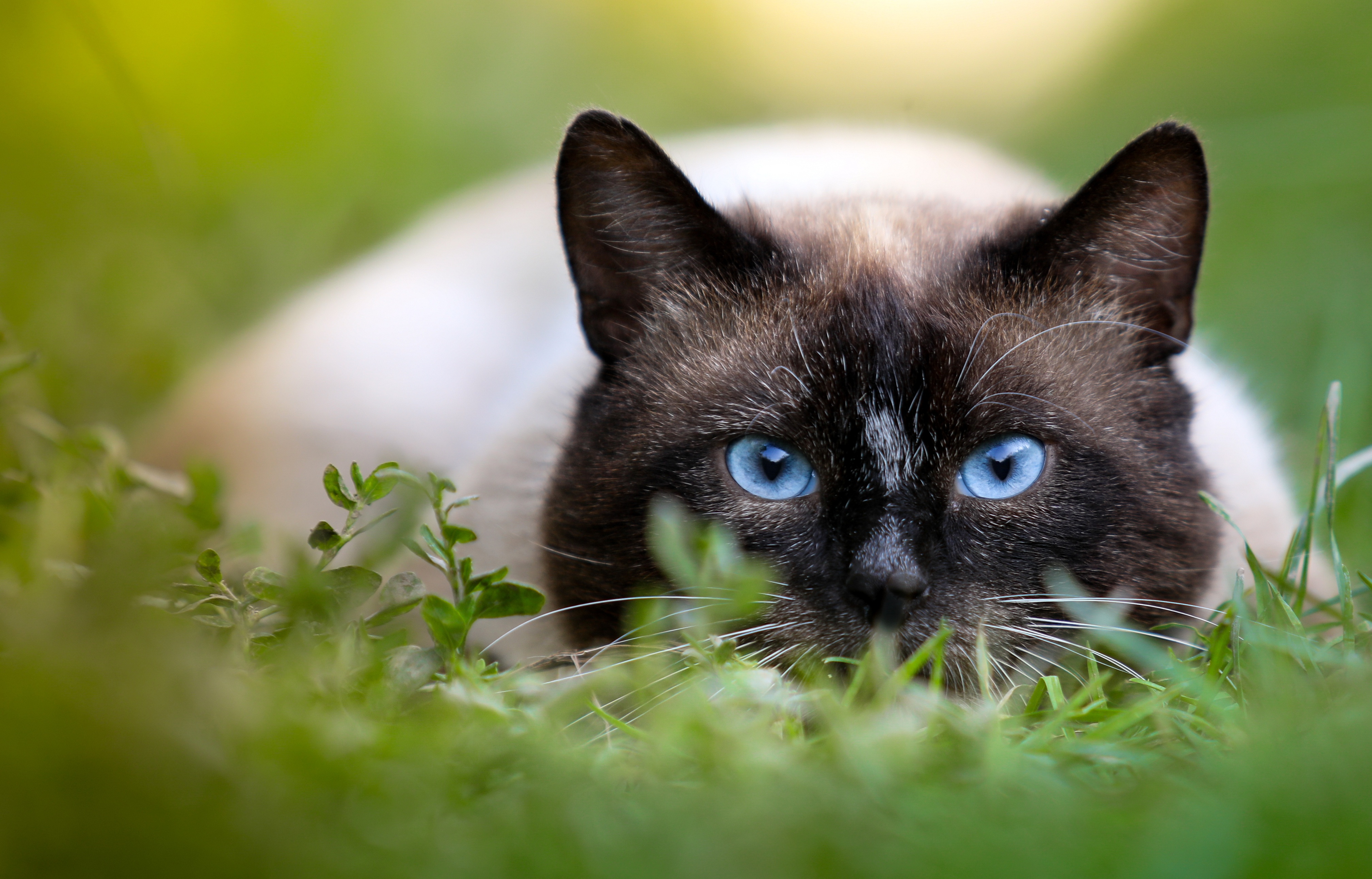 猫,绿色草地,蓝色眼睛的