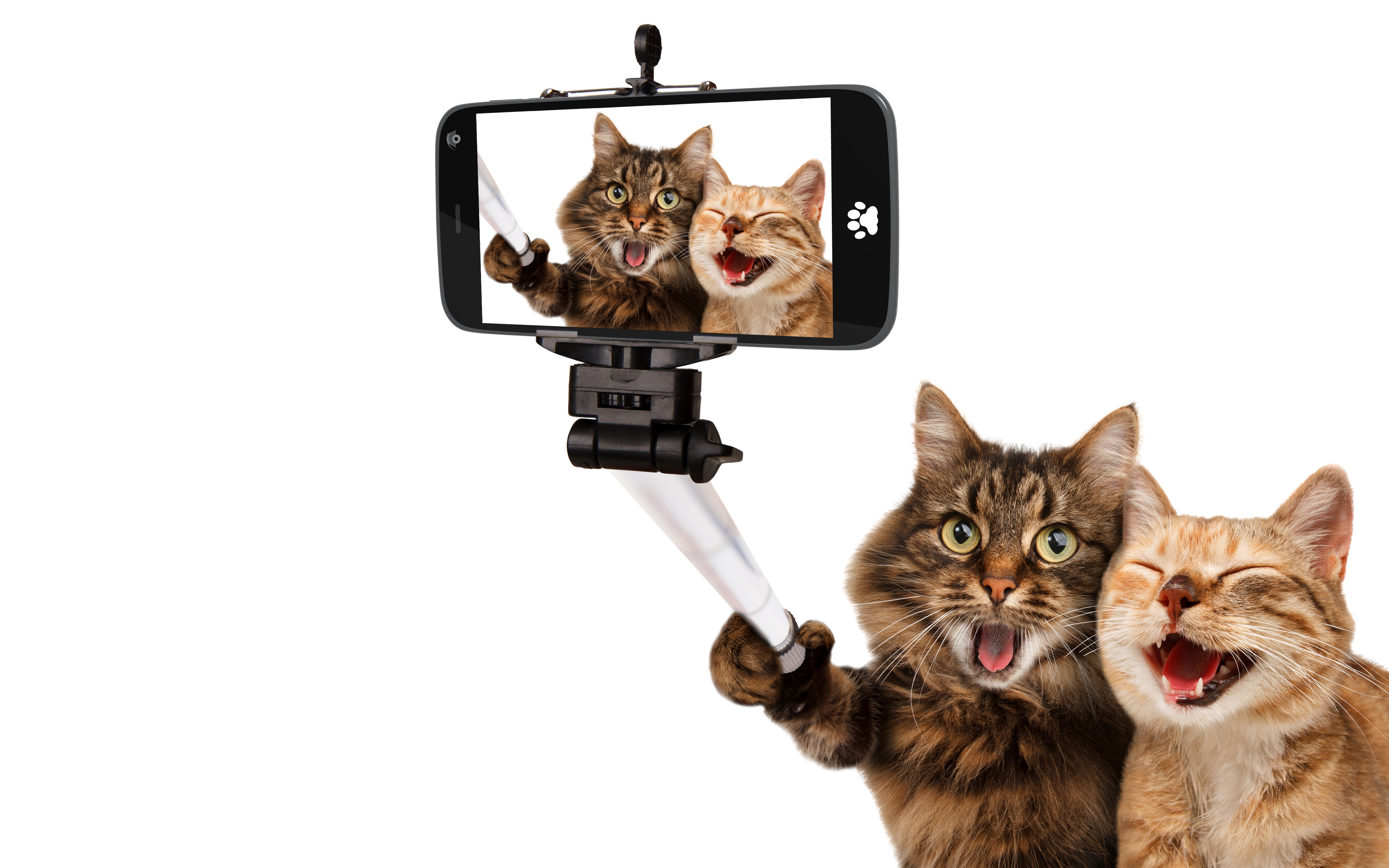 猫,聪明的猫,自拍的可爱