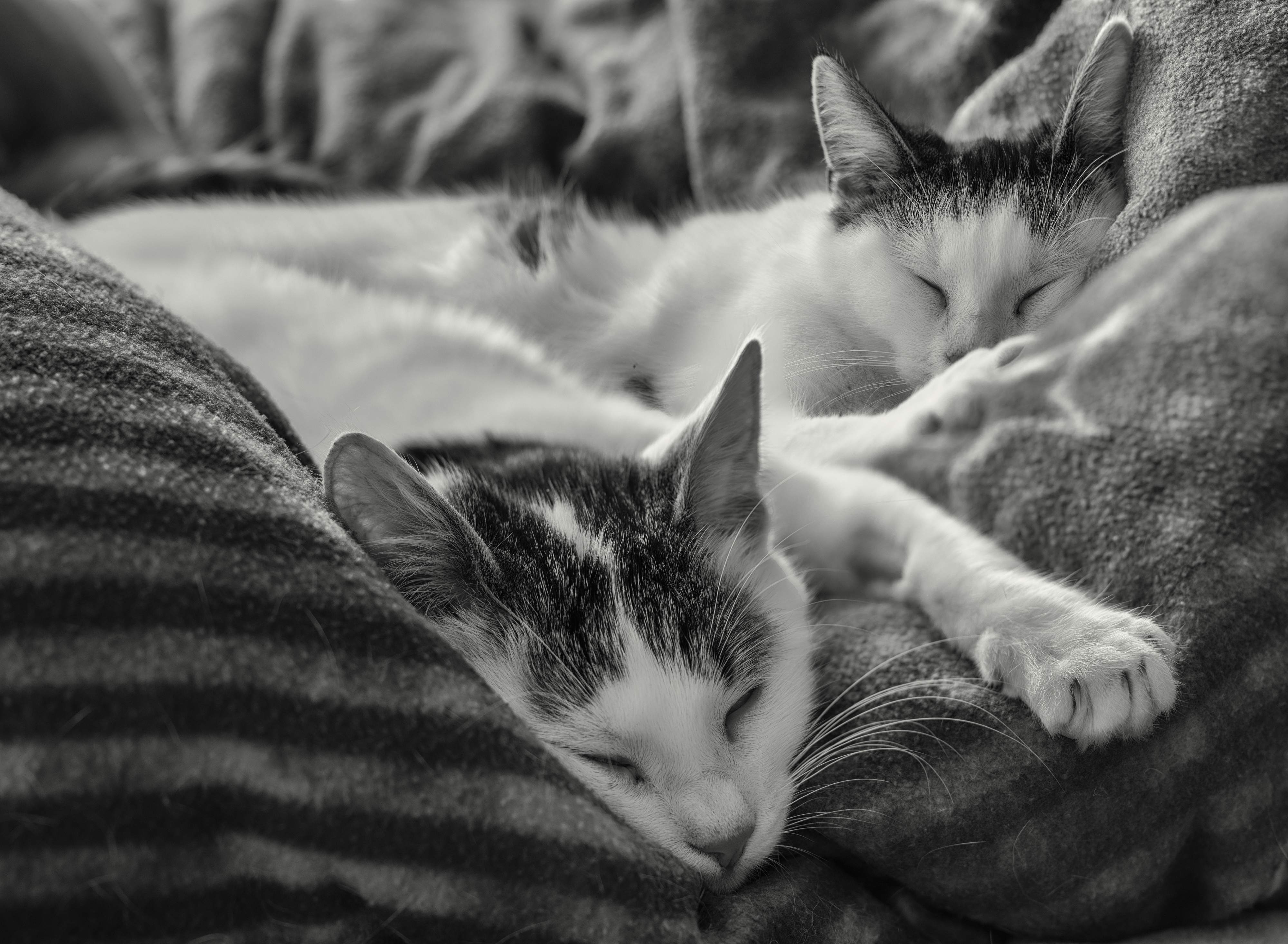 猫猫 两只猫 黑白照片4k