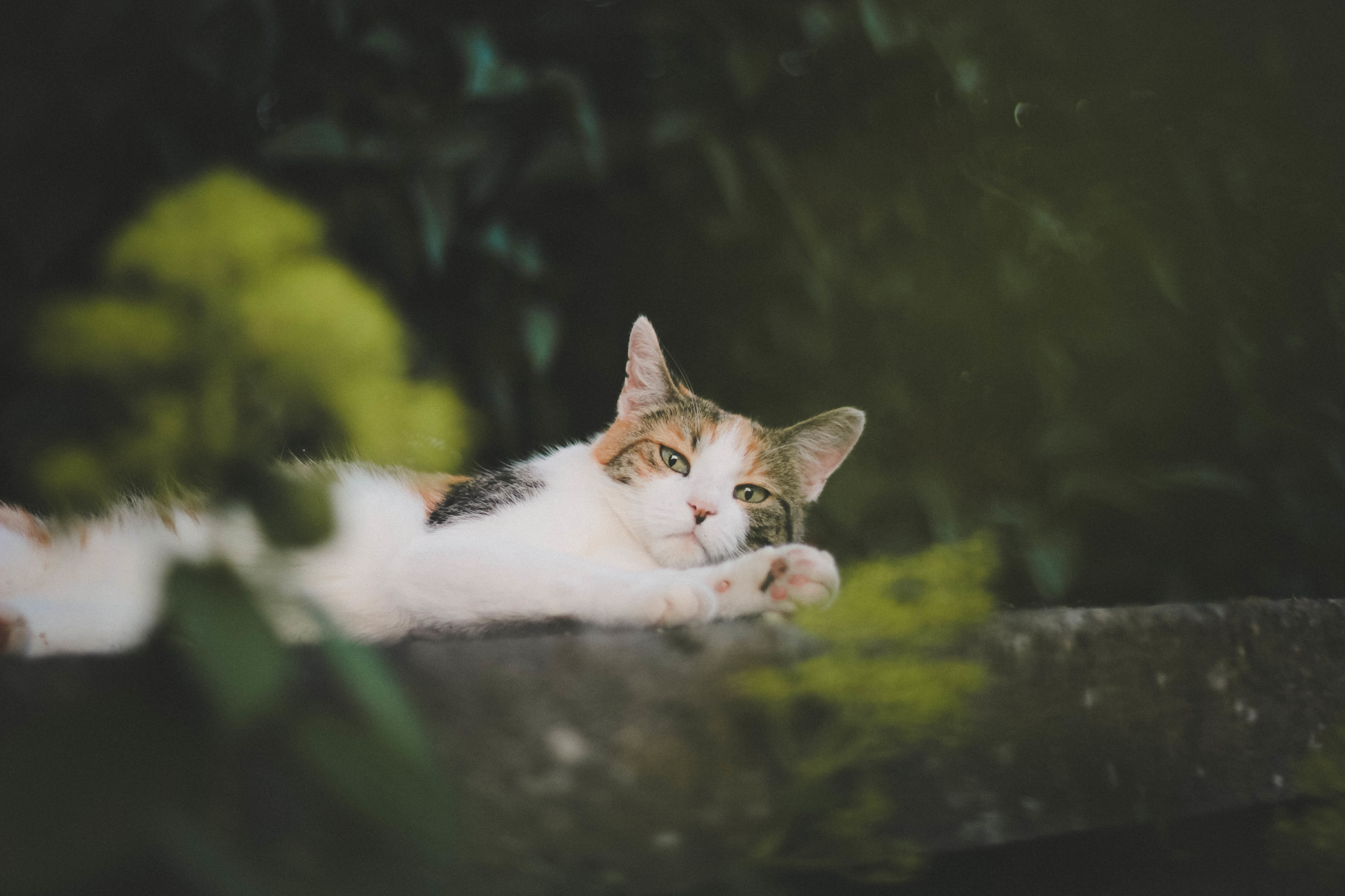 猫猫,躺着,看着你,小胡