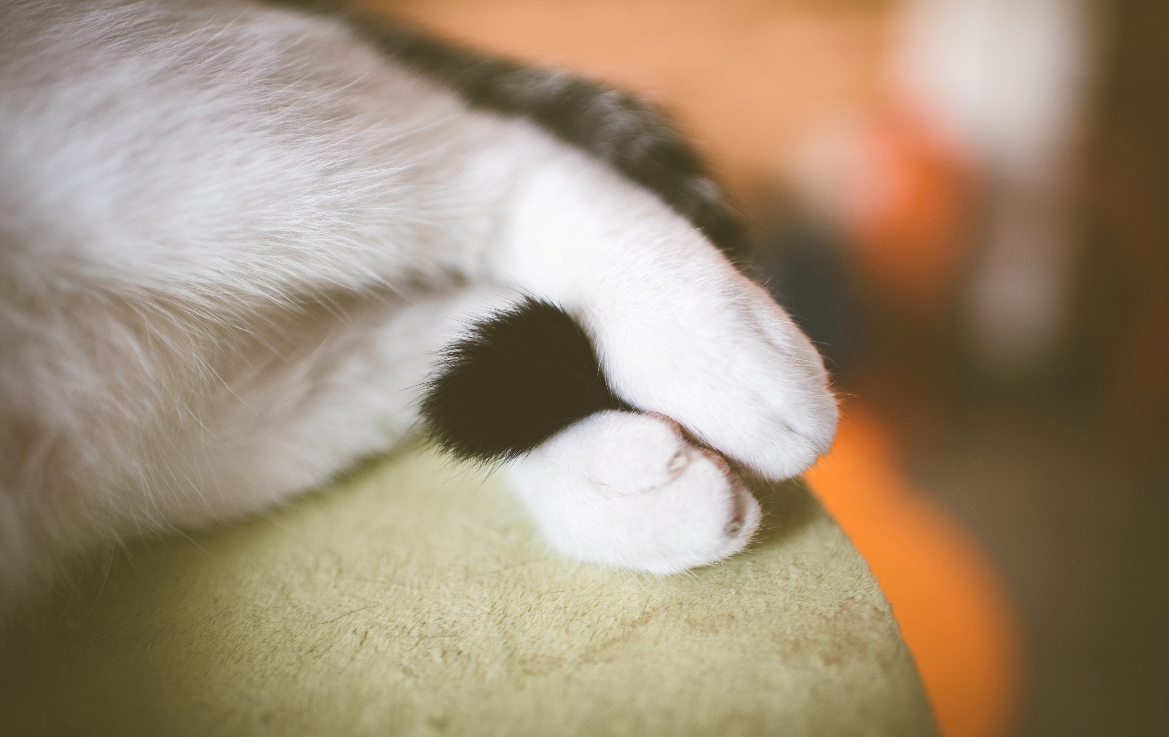 猫的尾巴,白色的爪子,猫