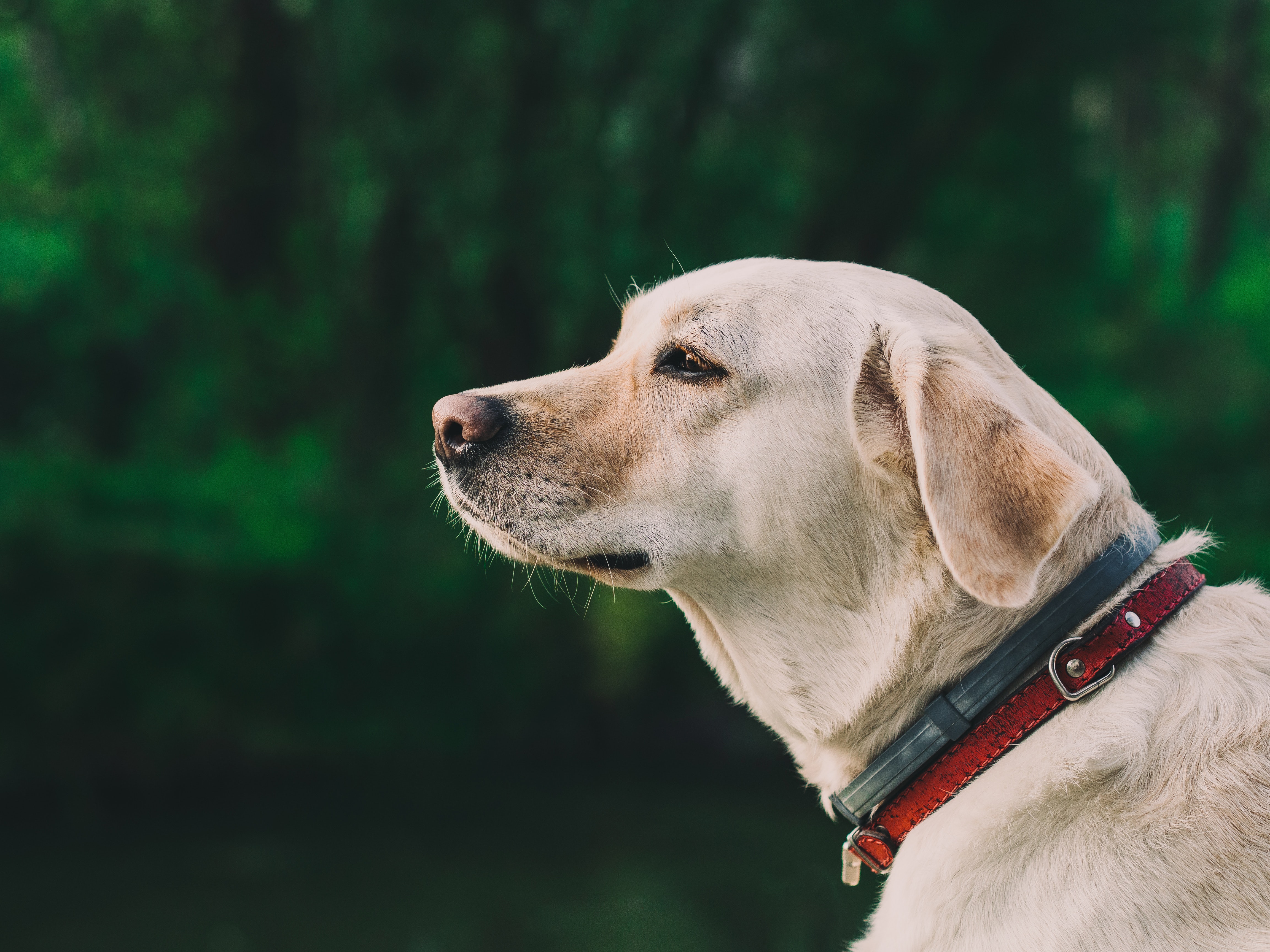 白色的狗4k图片_20691