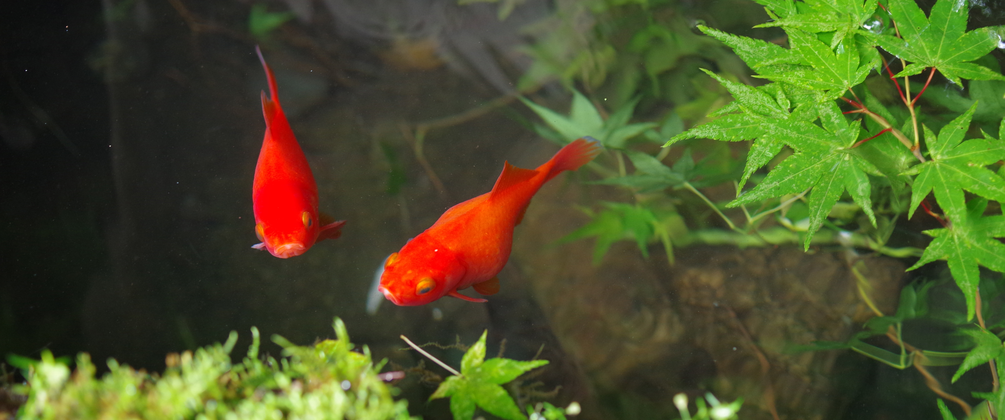 红色金魚3440x1440带鱼