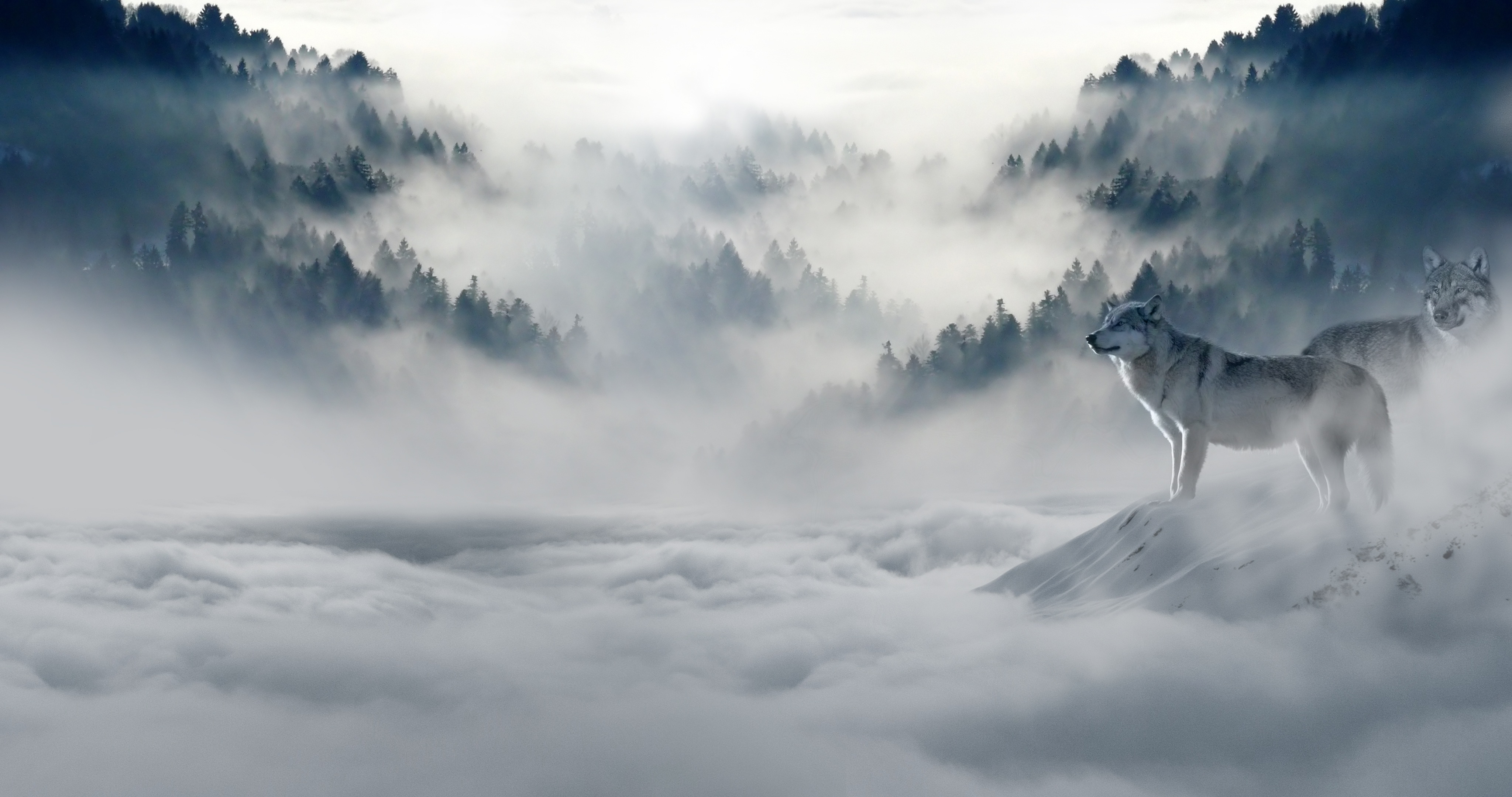雪原上的狼图片