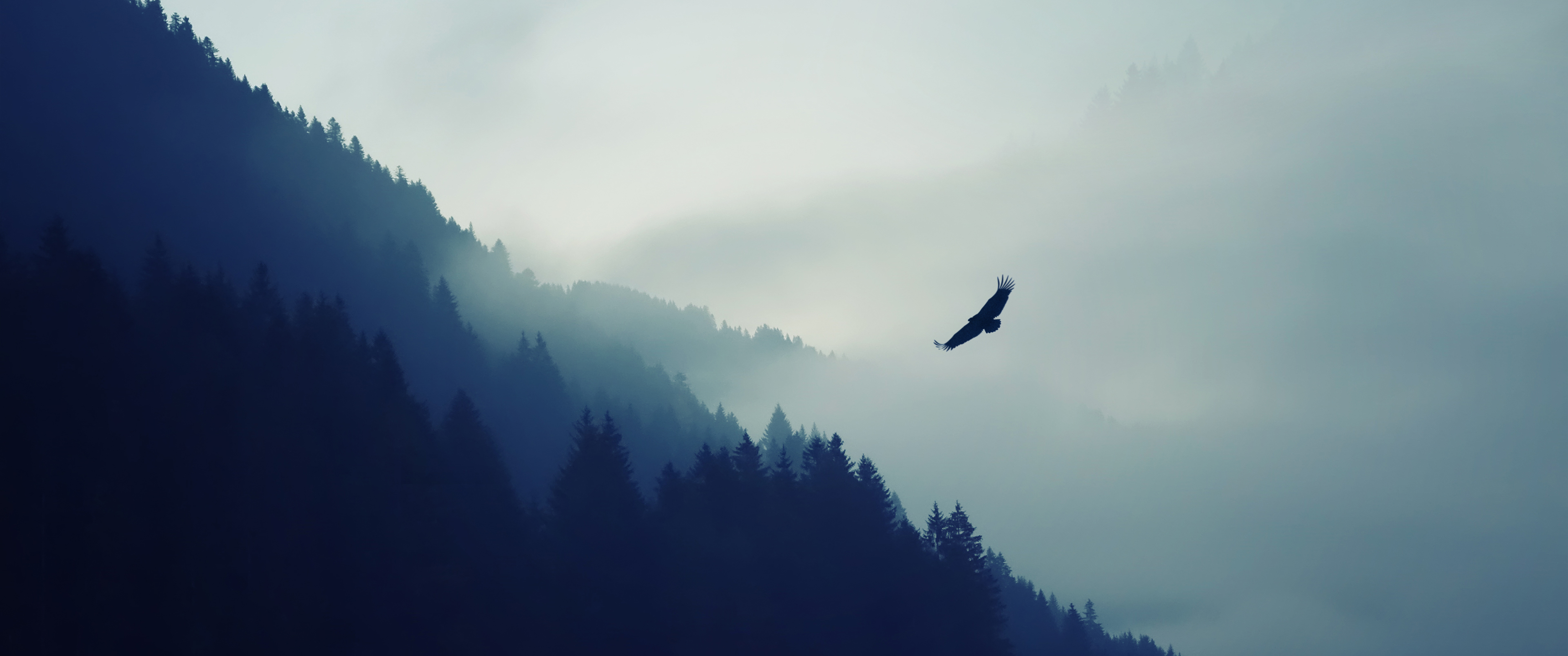 鹰带鱼屏壁纸3440x1440
