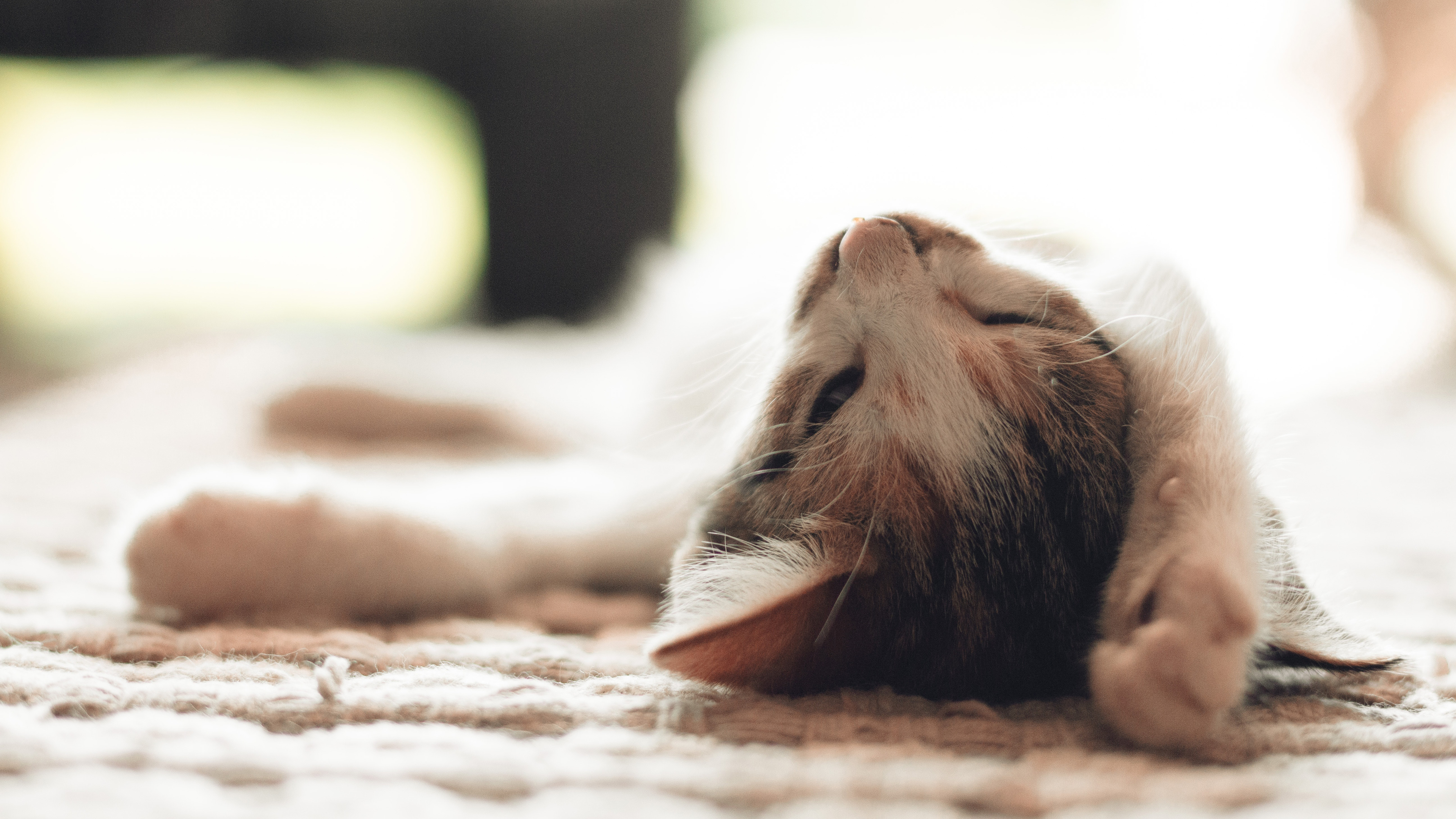 黑白相间小猫4K壁纸