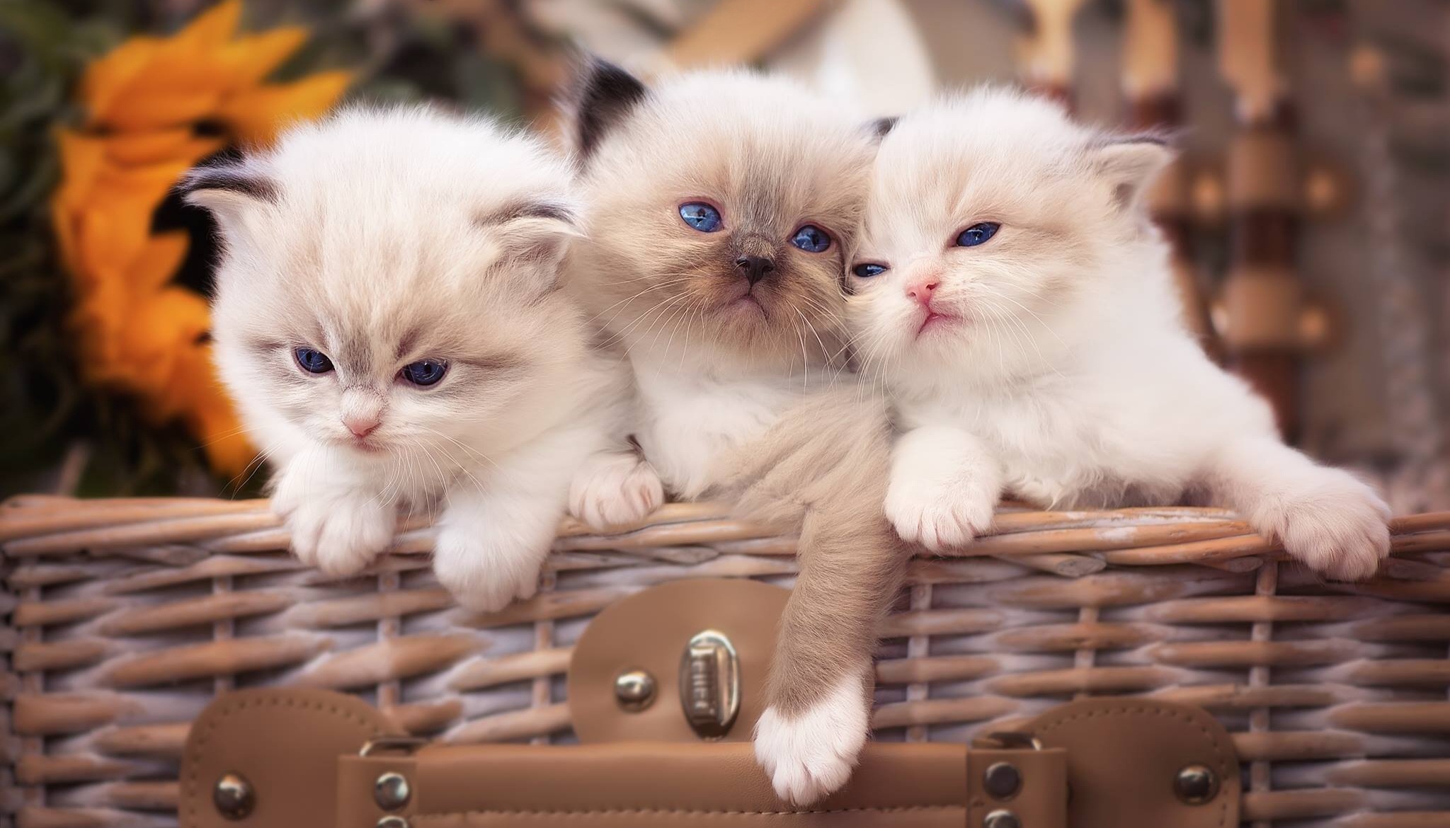 3只白色小猫咪图片_4359