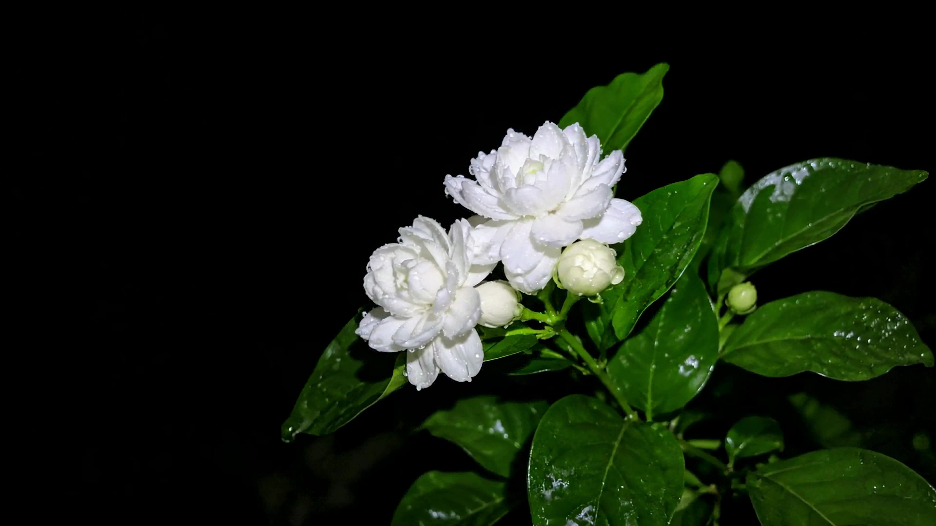 夜露茉莉