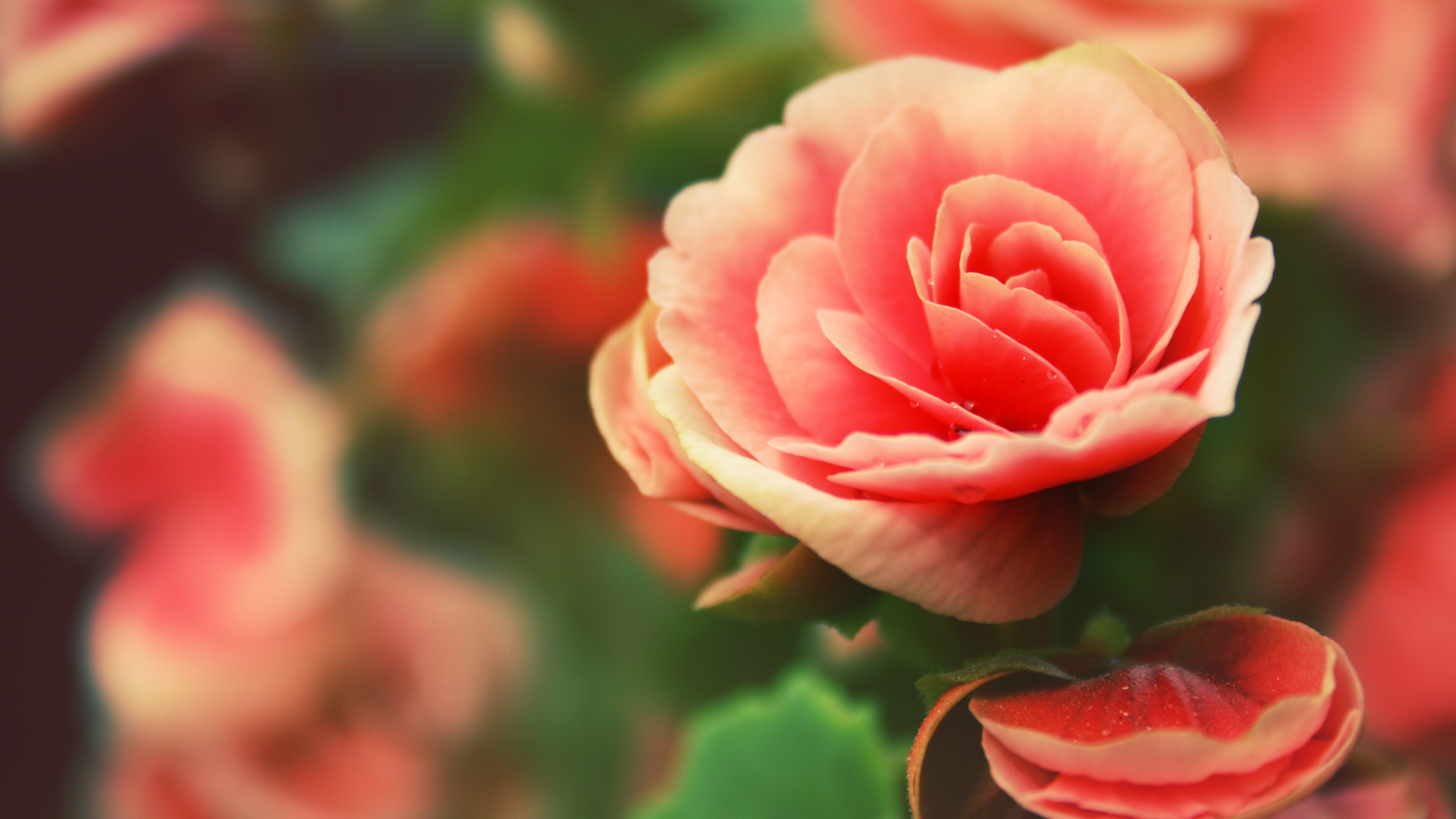 【4K】玫瑰,花瓣,玫瑰花_14326