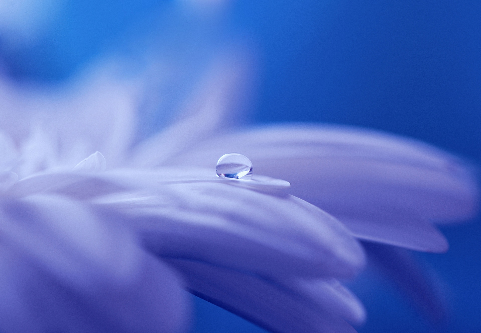 一滴水 花 开花 花园 蓝_11661
