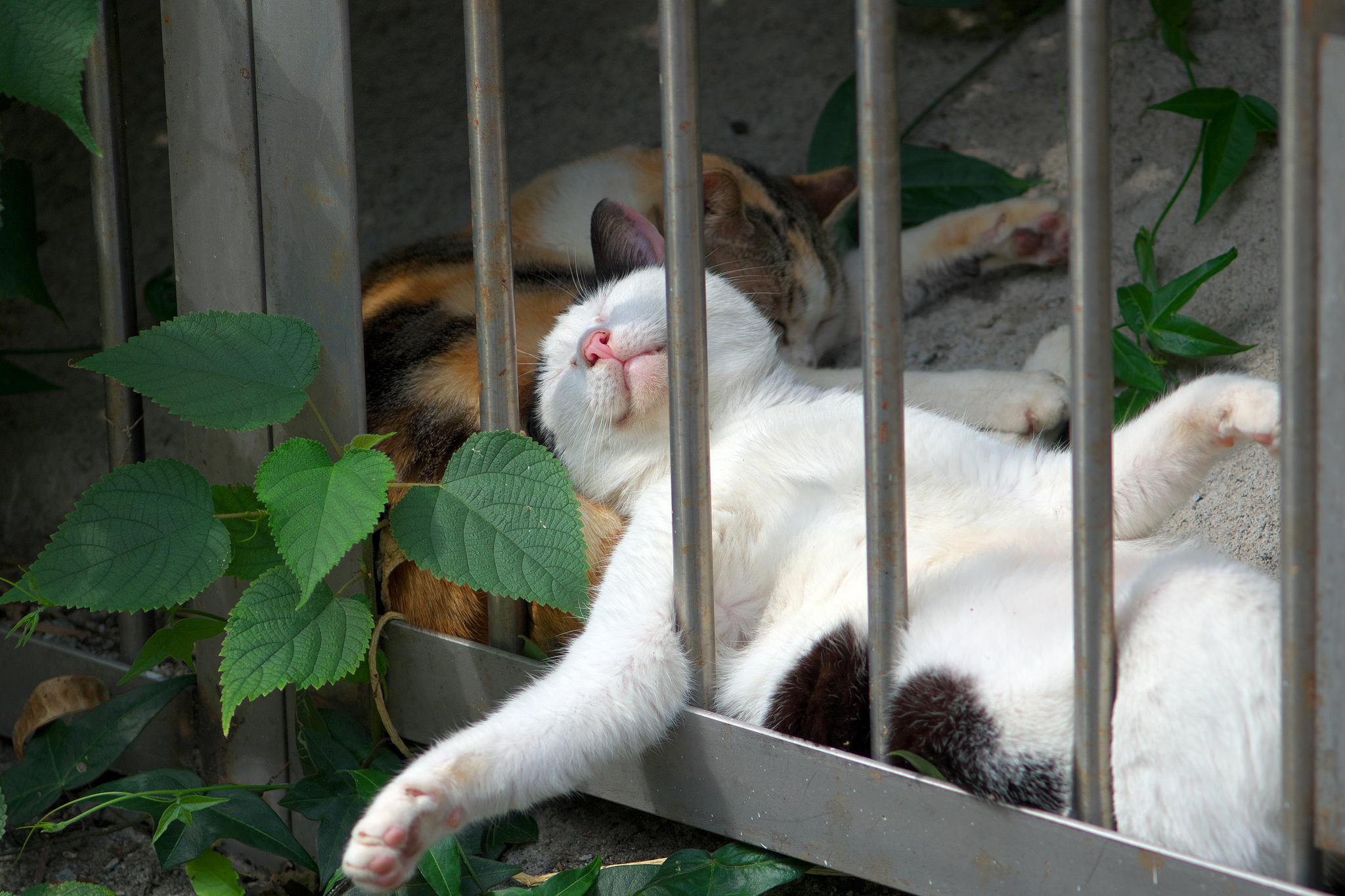 两只睡觉的猫猫图片_4080