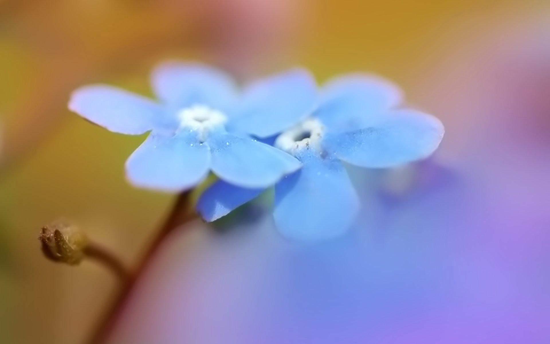 两朵花儿唯美图片_3952