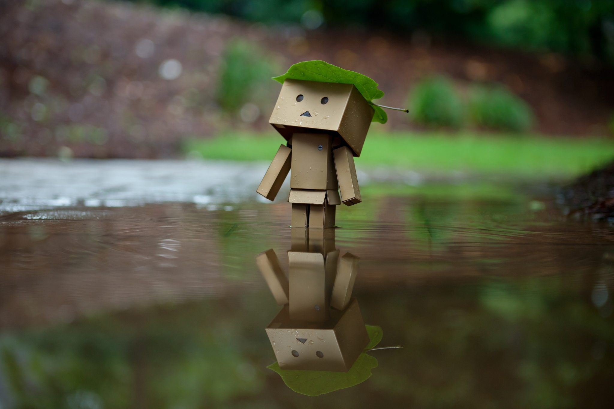 亚马逊纸盒人树叶雨水心_3880