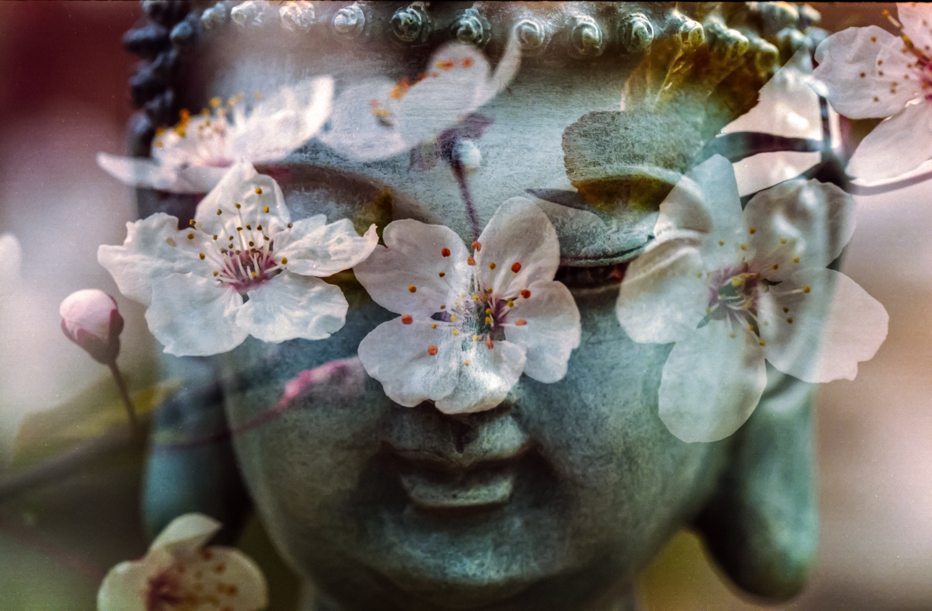 佛 雕像 花瓣 唯美图片_10309