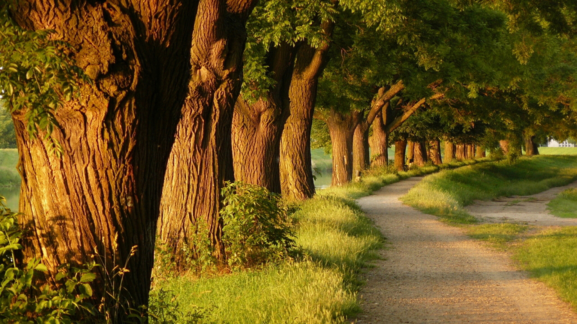 公园小路花草树木风景摄_3376
