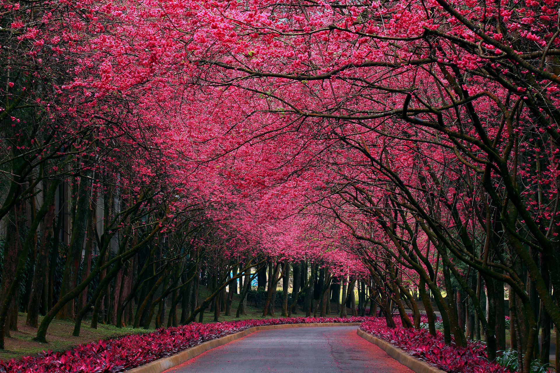 公园车道樱花春天风景图_5169