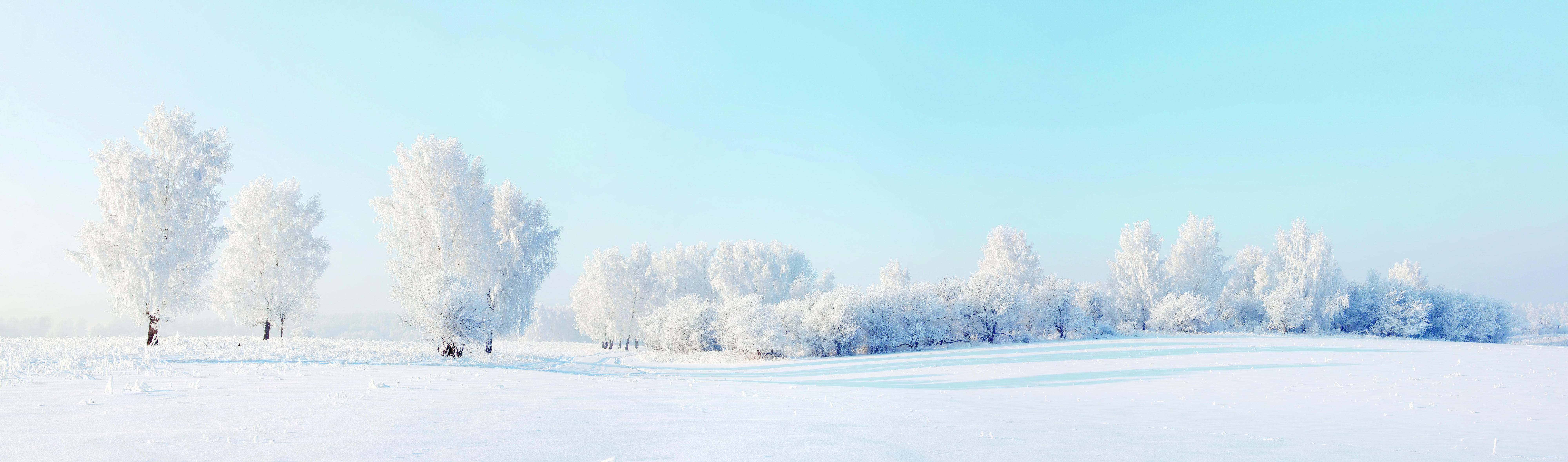 冬天 雪地 树 8K风景图_7643