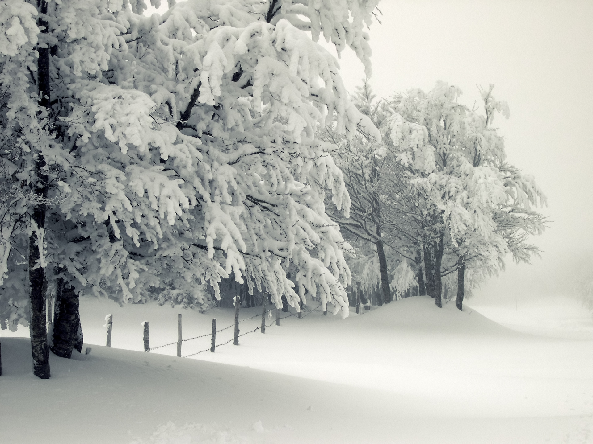 冬天大雪树栅栏风景图片_4057