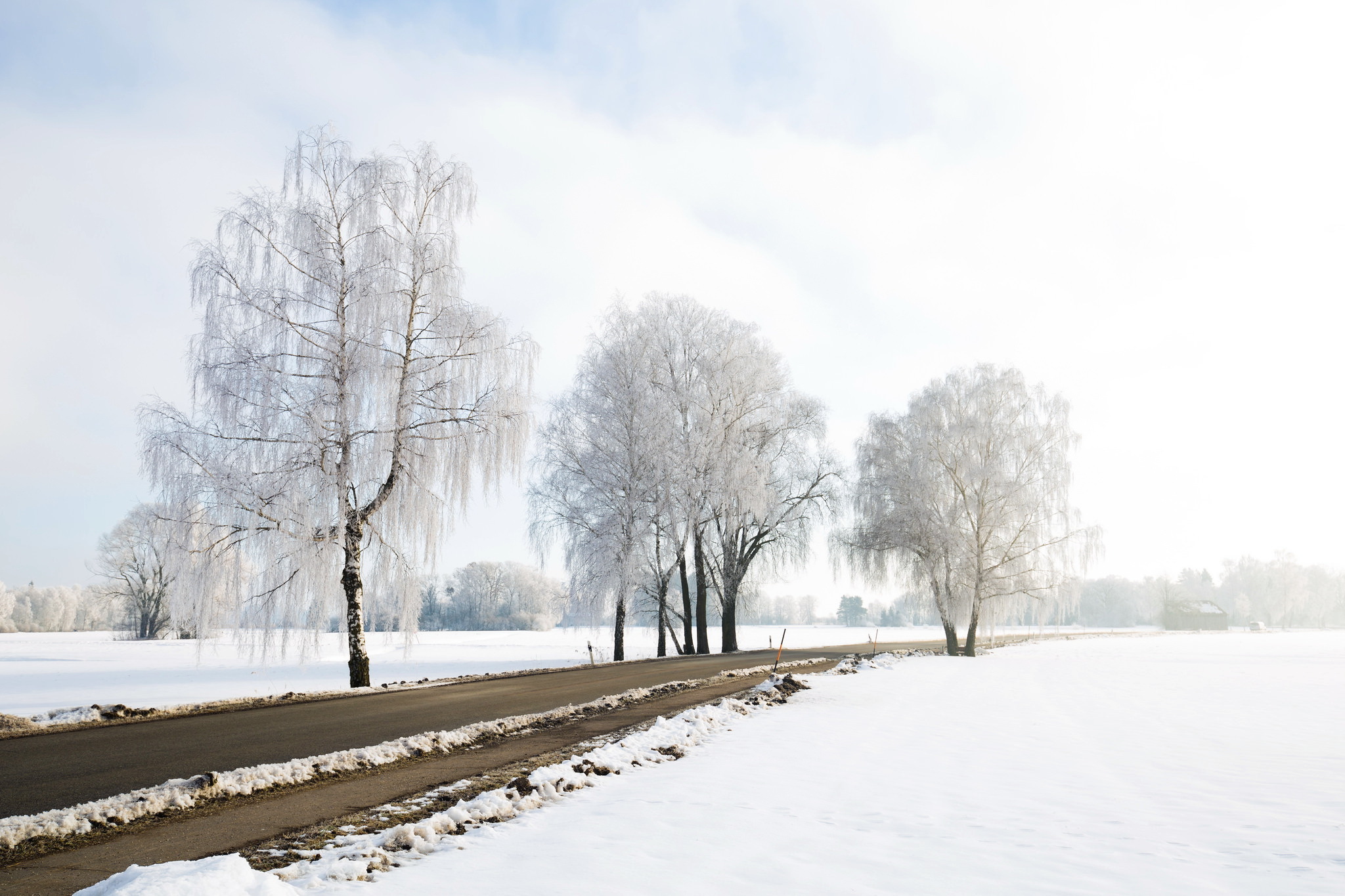 冬天雪地道路树风景图片_4119