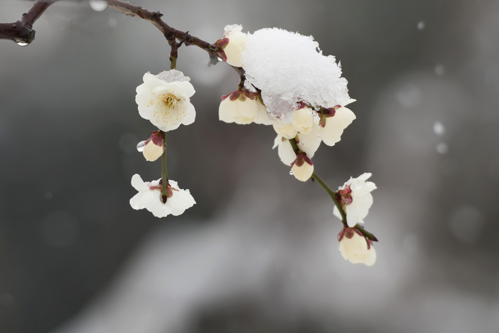 冬天雪白色梅花图片_4253
