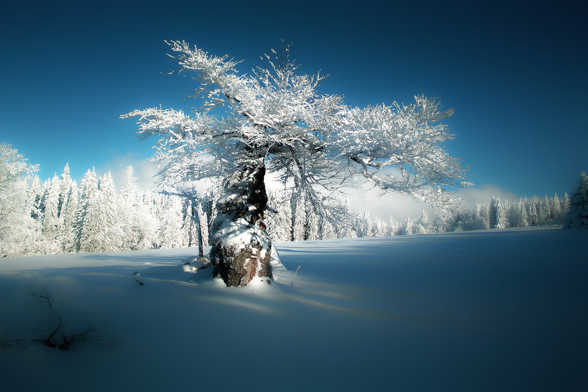 冬季森林雪山树林风景图_3691