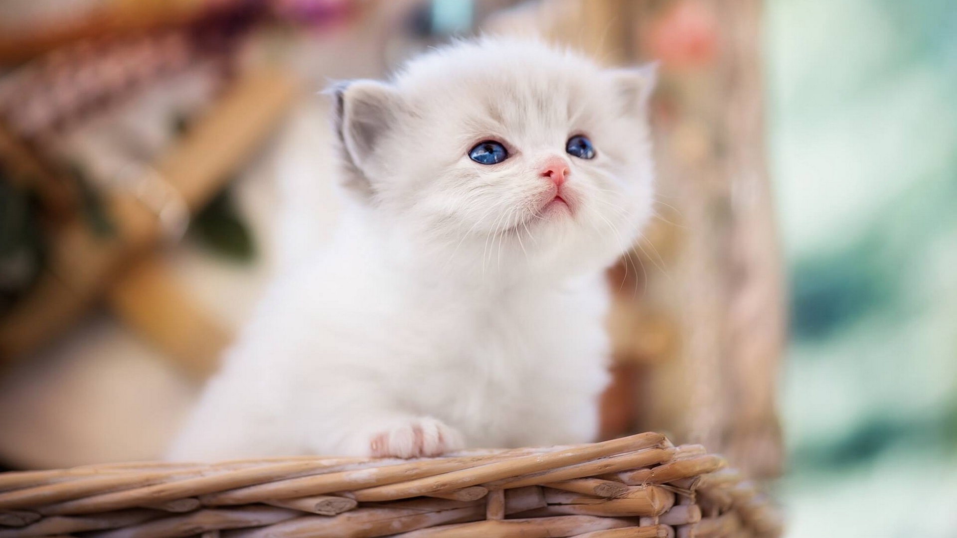 可爱白色小猫图片_4882