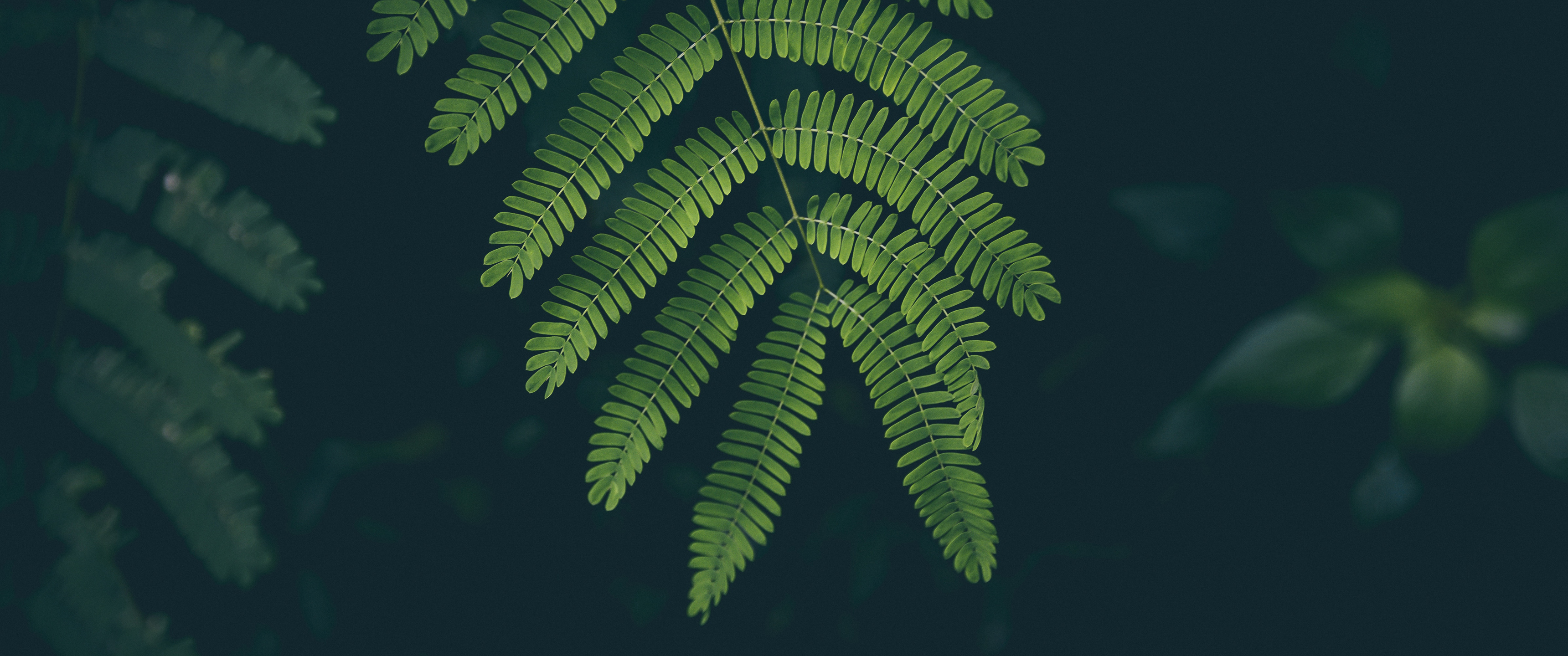 叶 植物3440x1440壁纸_19785