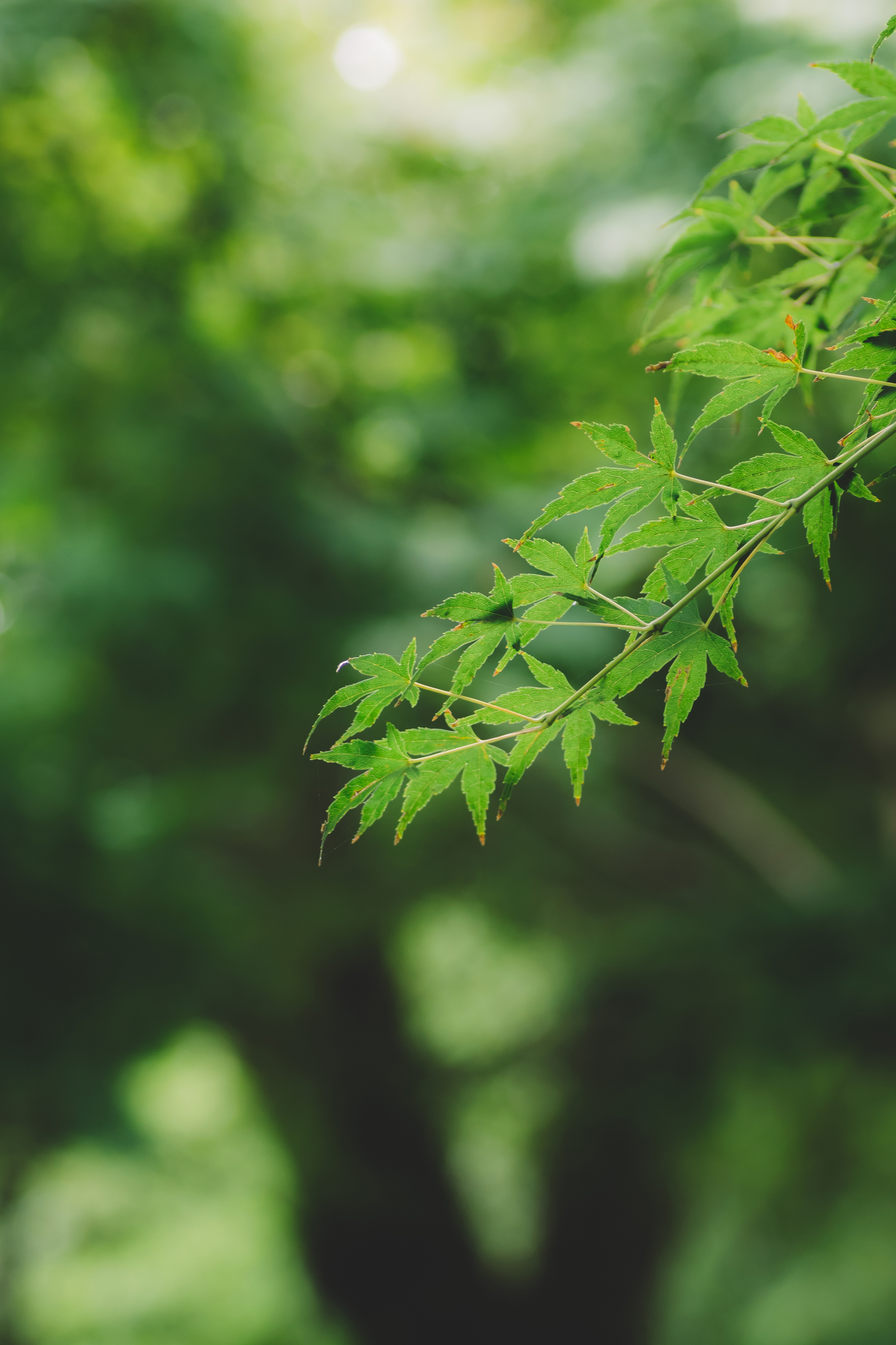 叶子背景虚化绿色环境清_2628