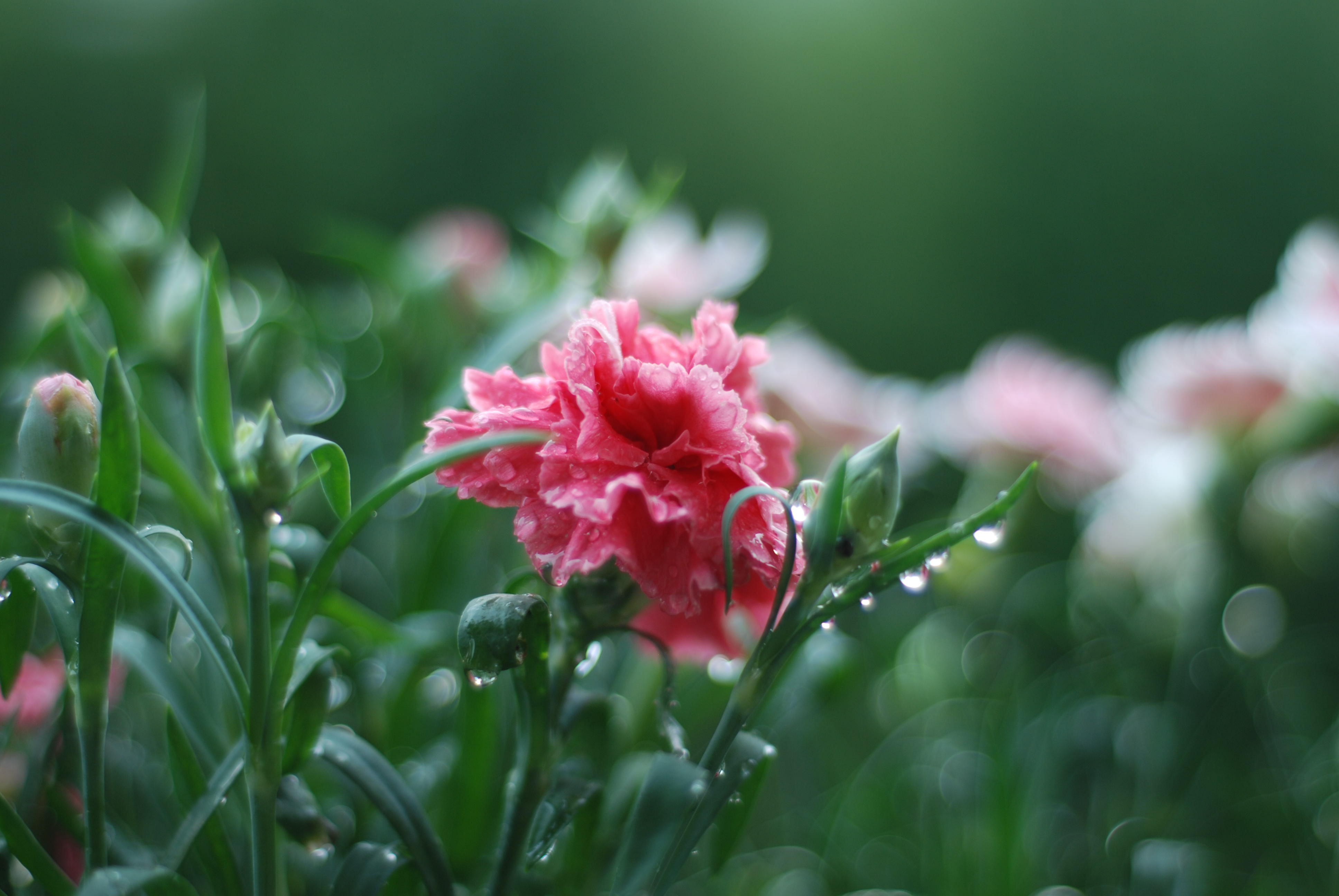 图片雨后的鲜花_4724