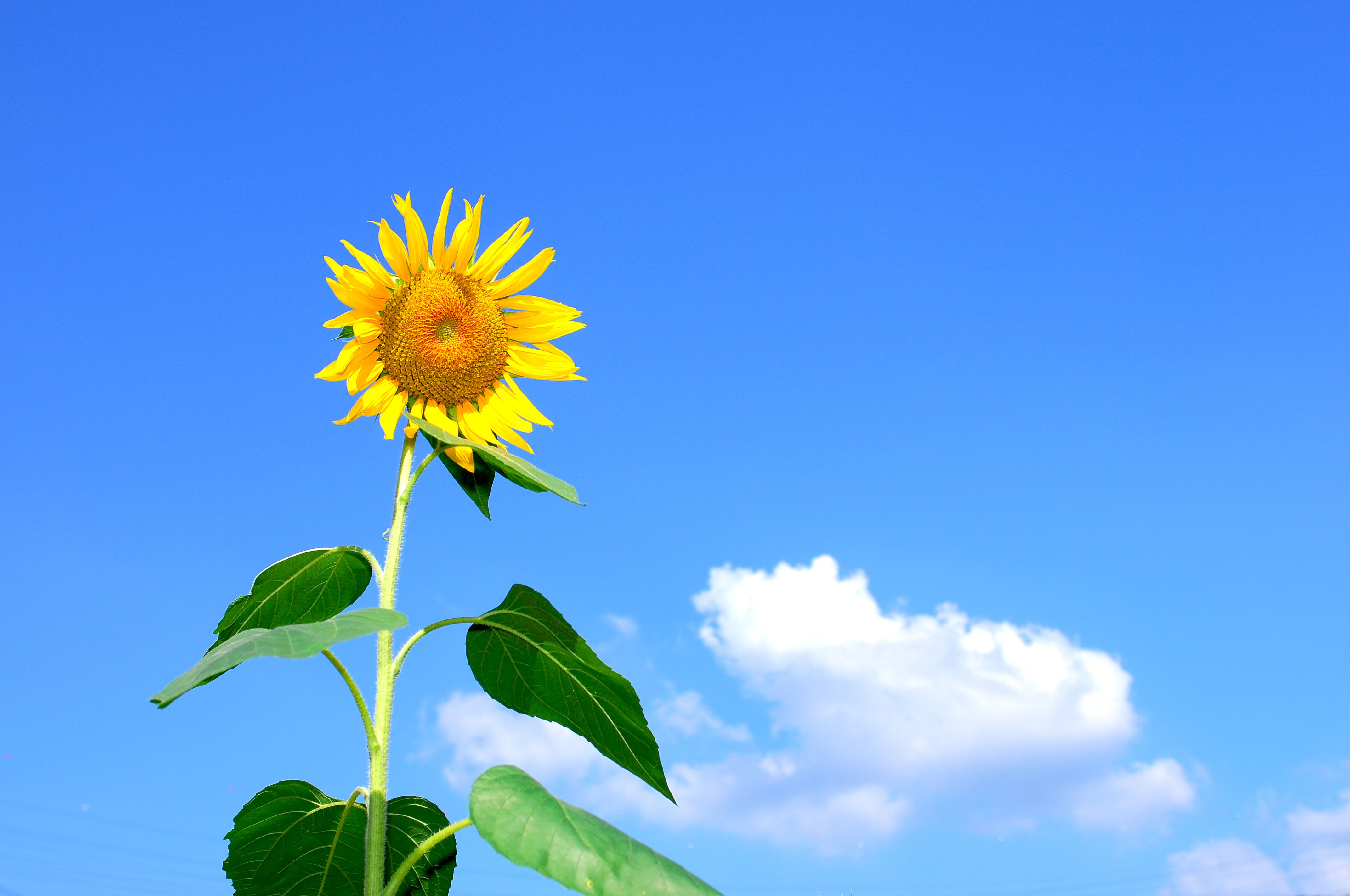 夏天 向日葵 鲜花 天空_10565