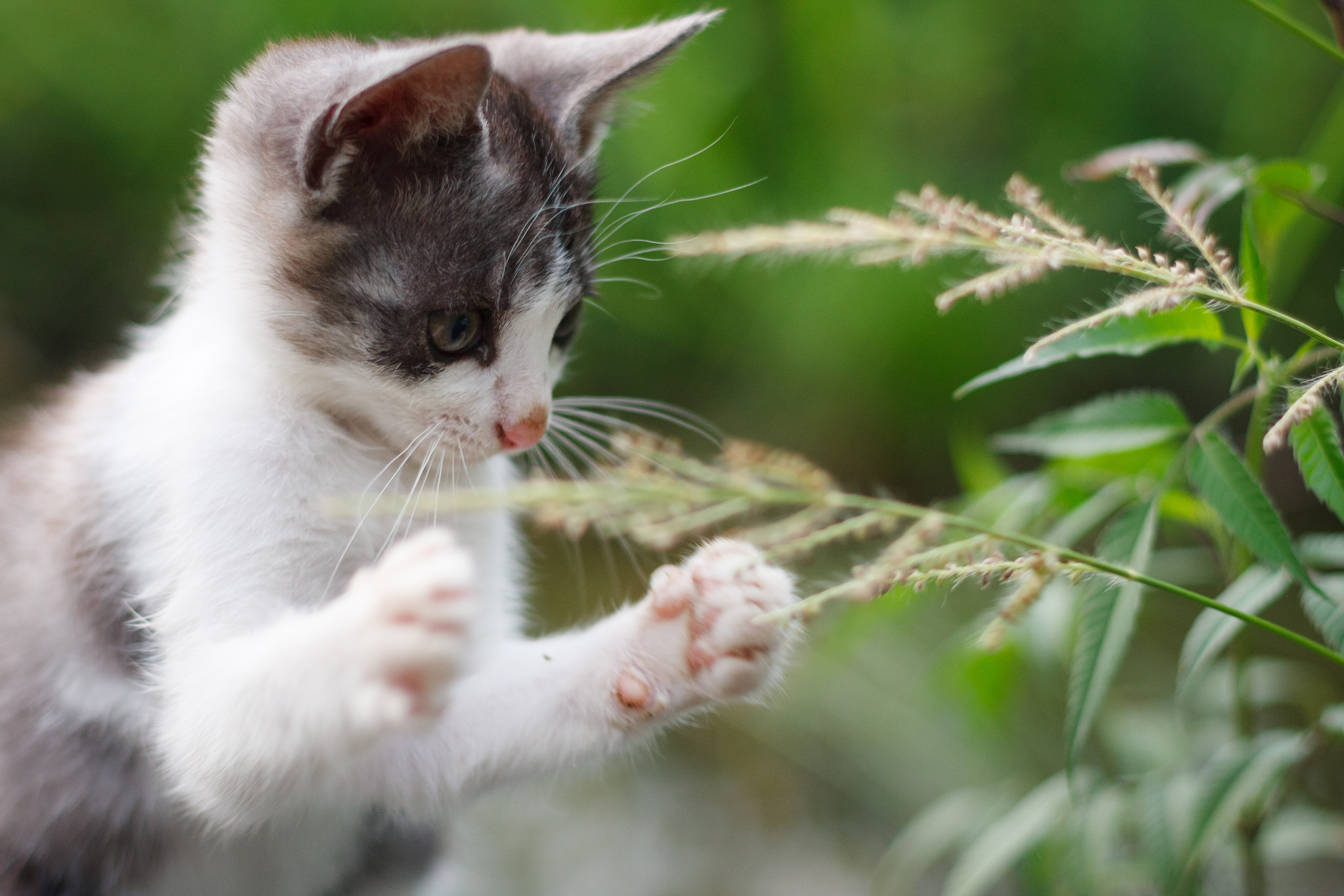 夏天,小猫,小手,捕捉,小_2466