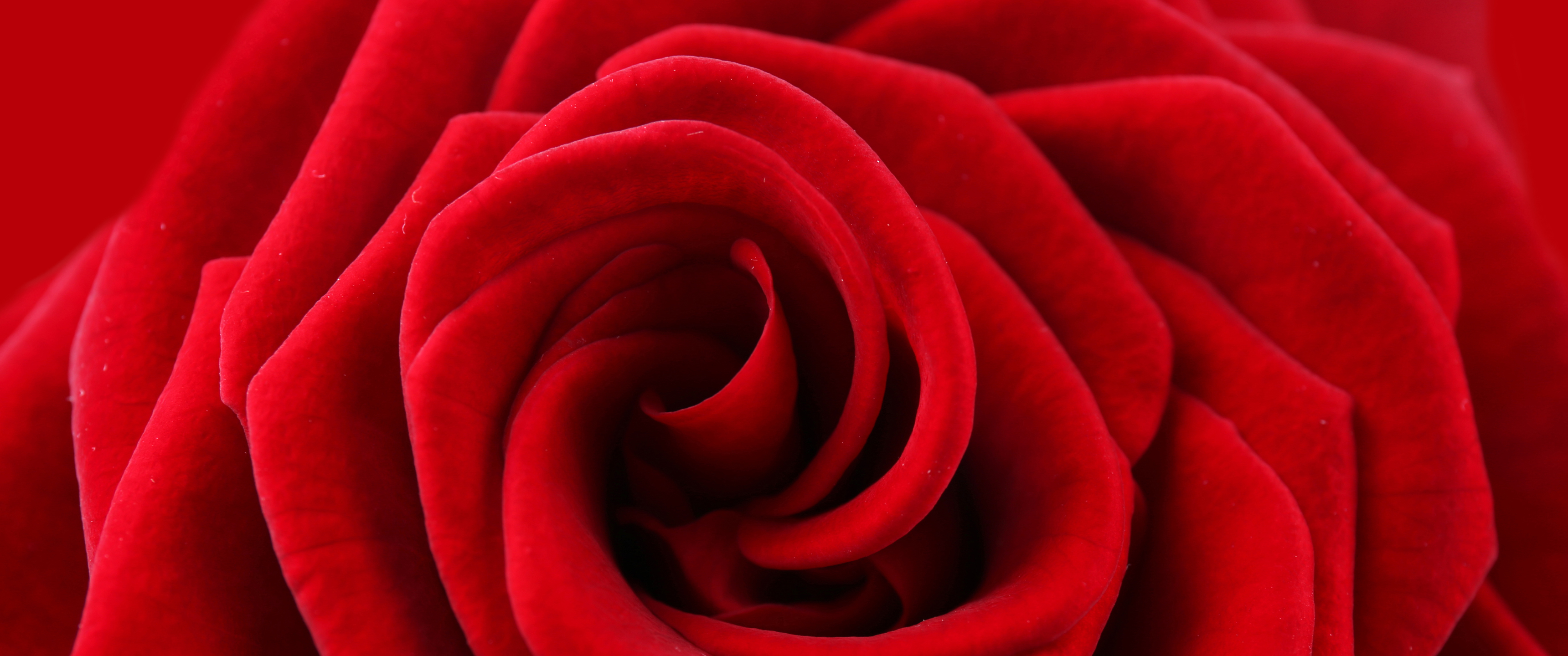大红色玫瑰花3440x1440_16457