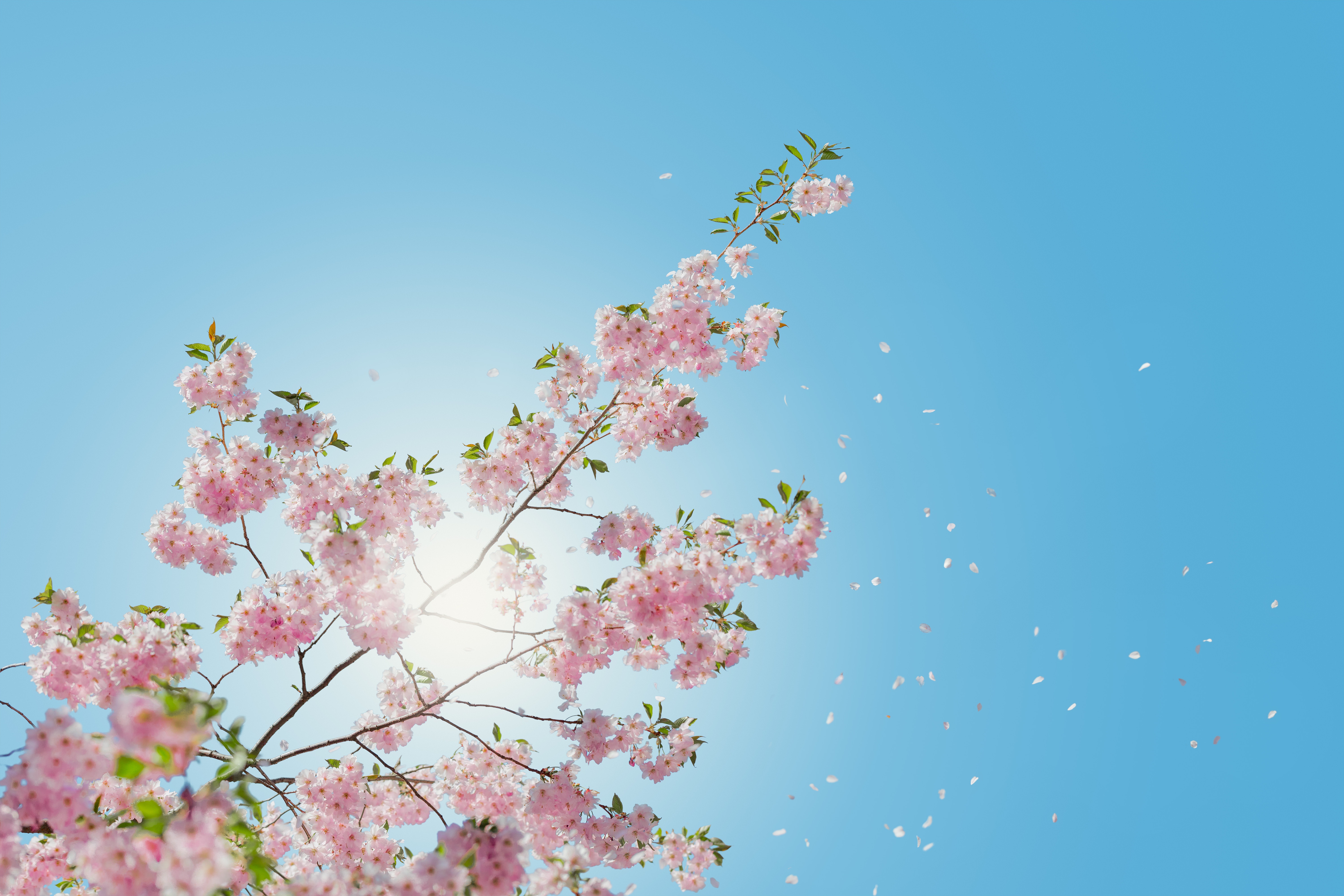 天空 樱花 6K风景壁纸_10308