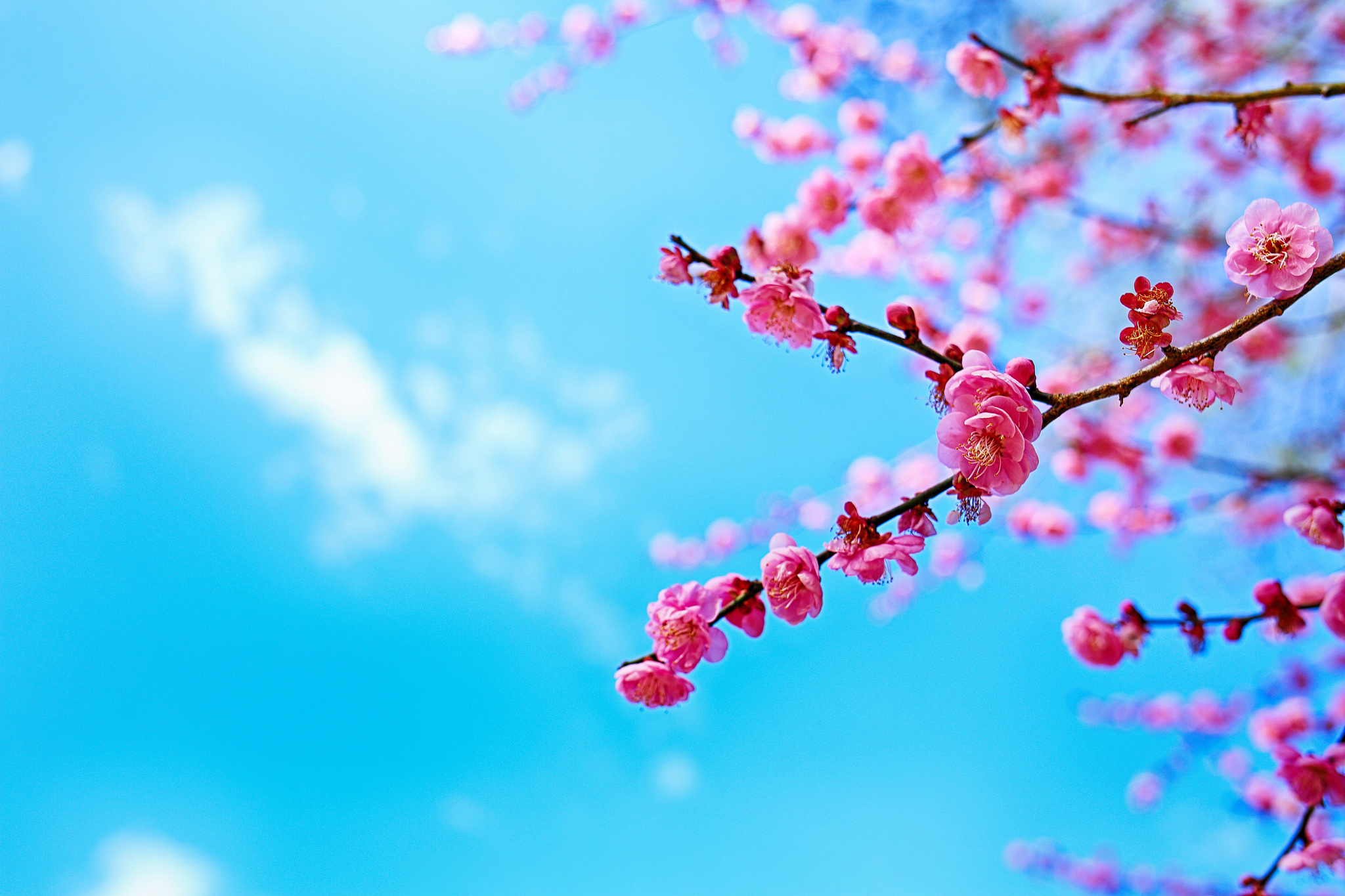 天空 花 樱桃 春天图片_4142