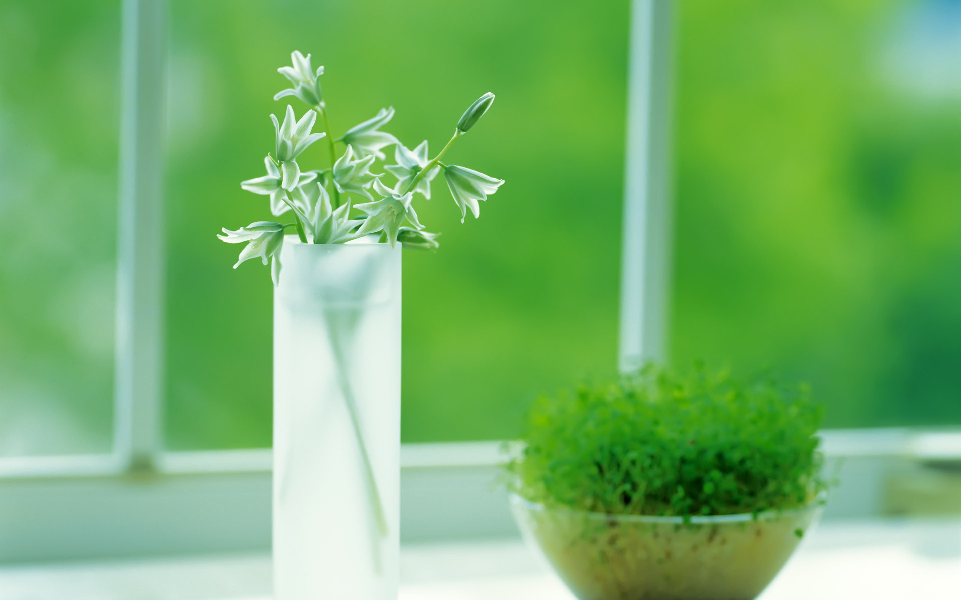 室内绿色植物清新护眼图_4226