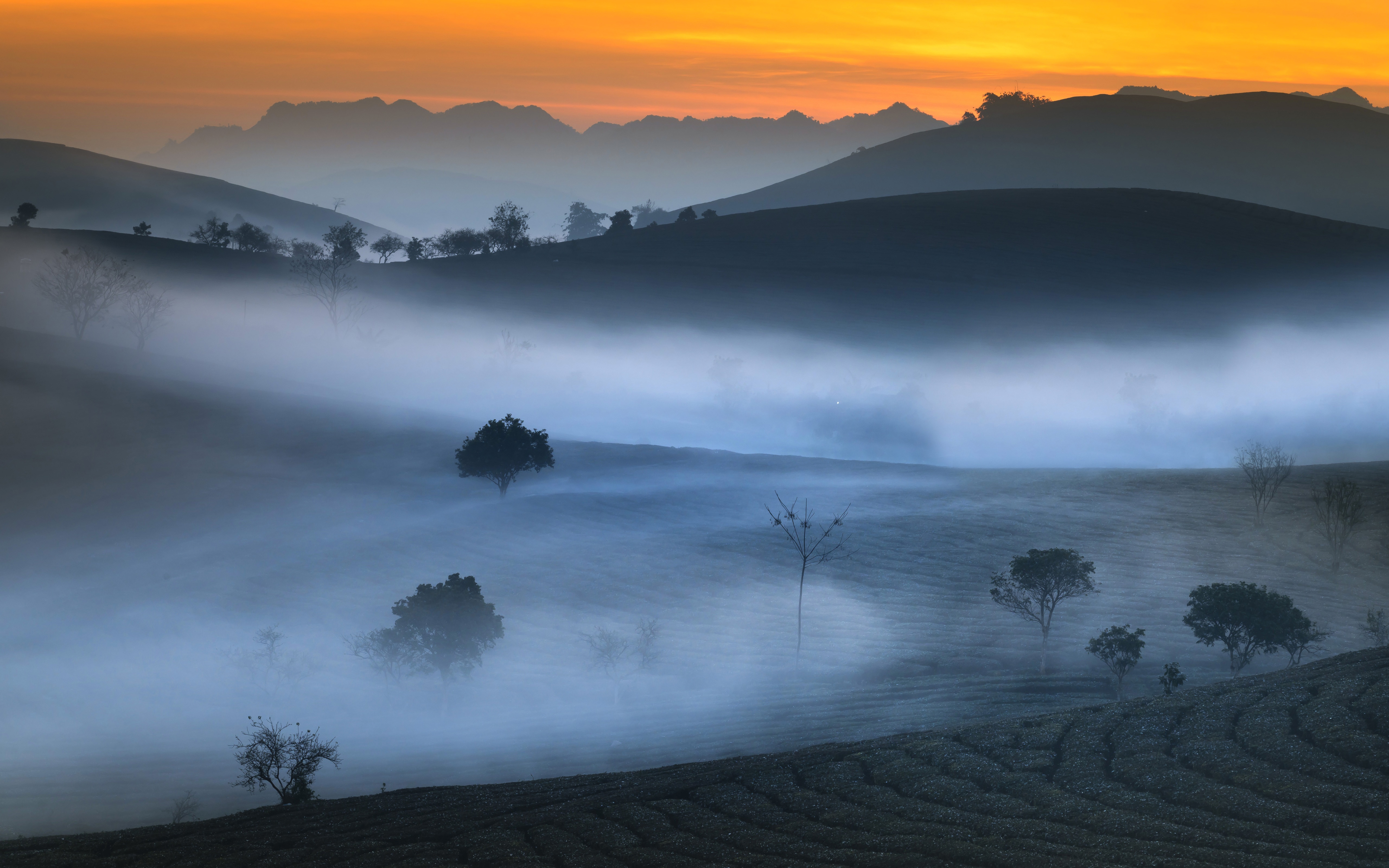 山 茶园 早晨 雾 5k风景_20710