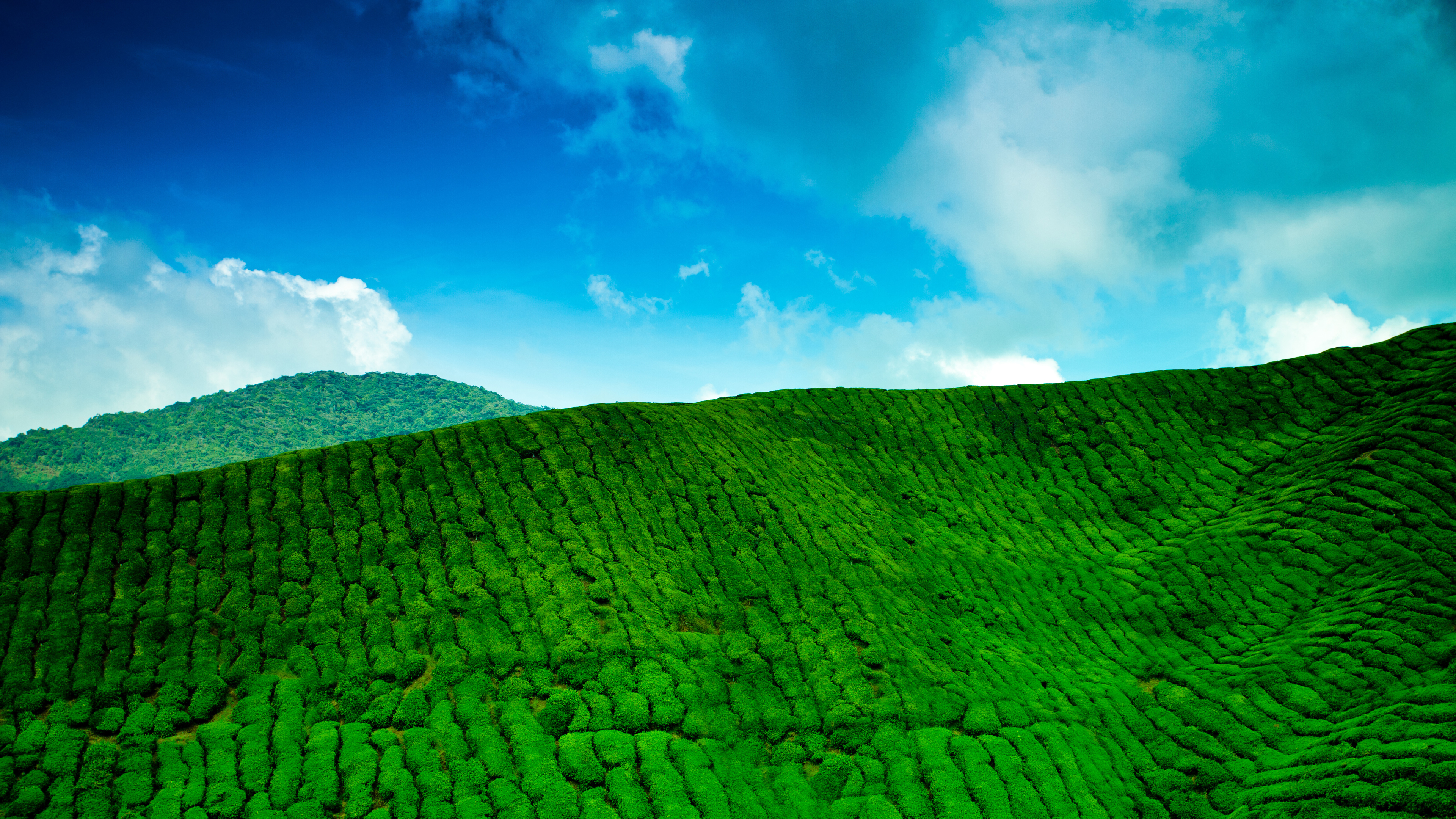 山 种植园 茶 绿色 4K_13104
