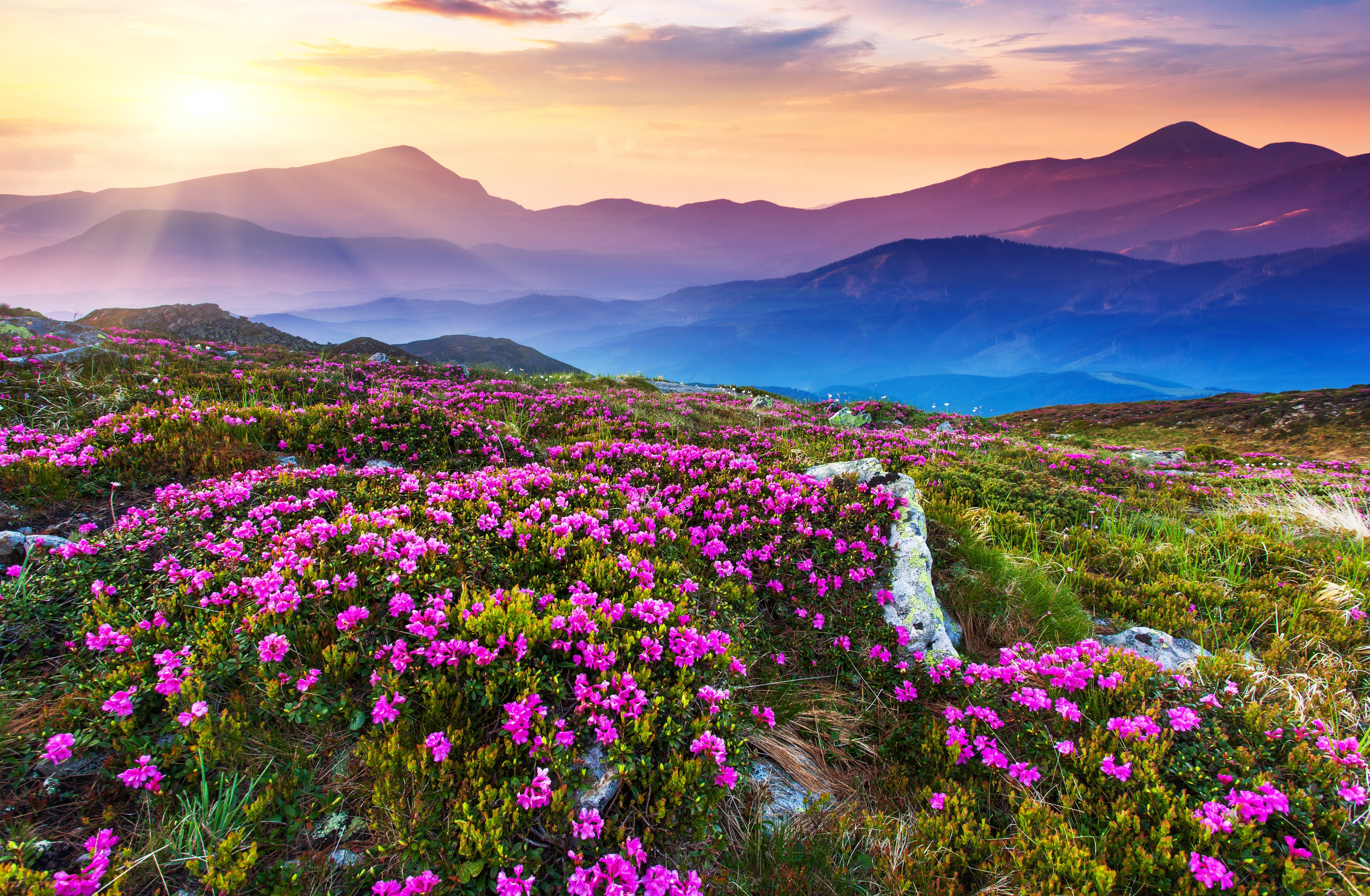 山峦 鲜花 阳光 风景图_4703