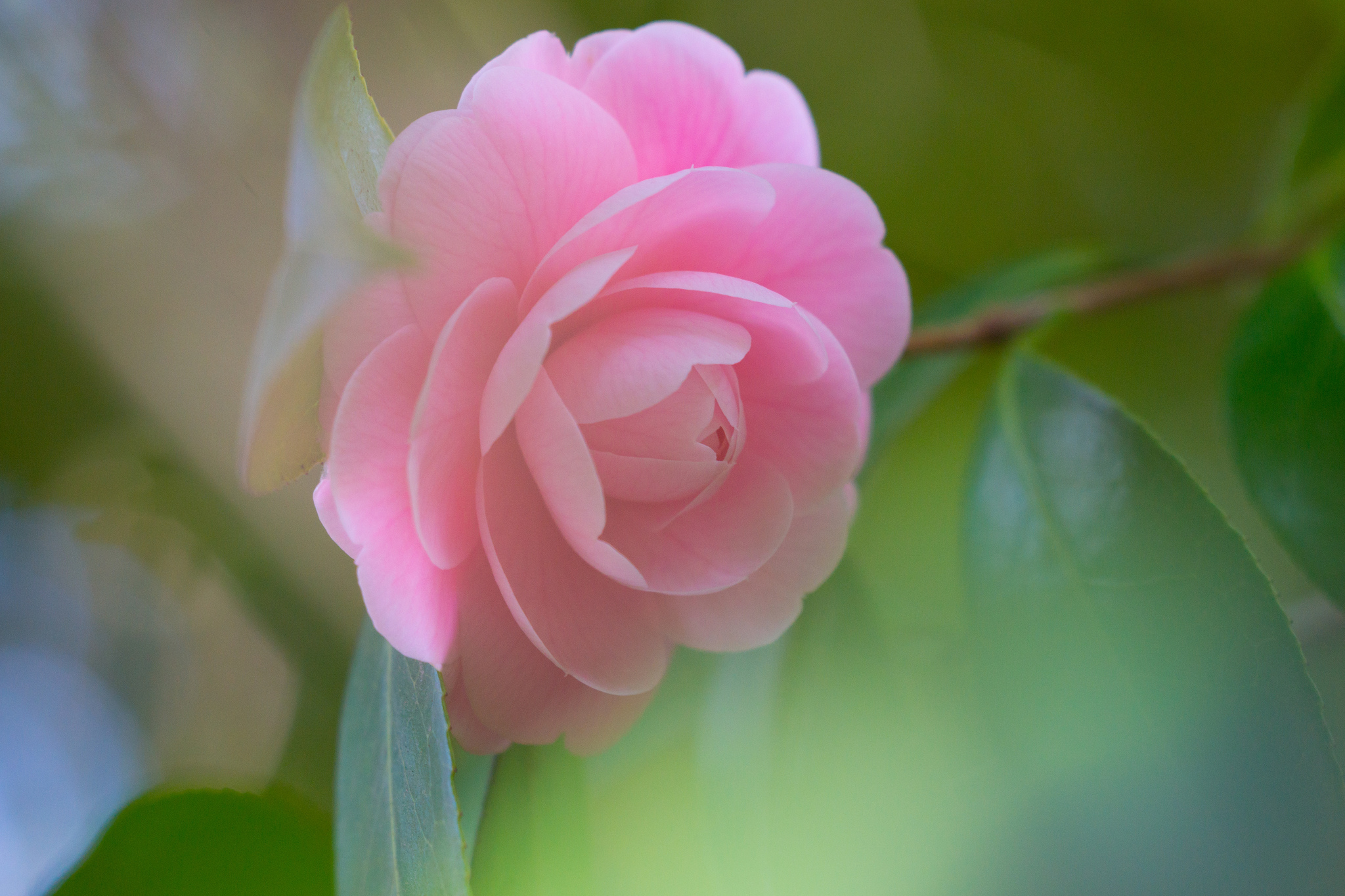 山茶花,花瓣,花图片_3422