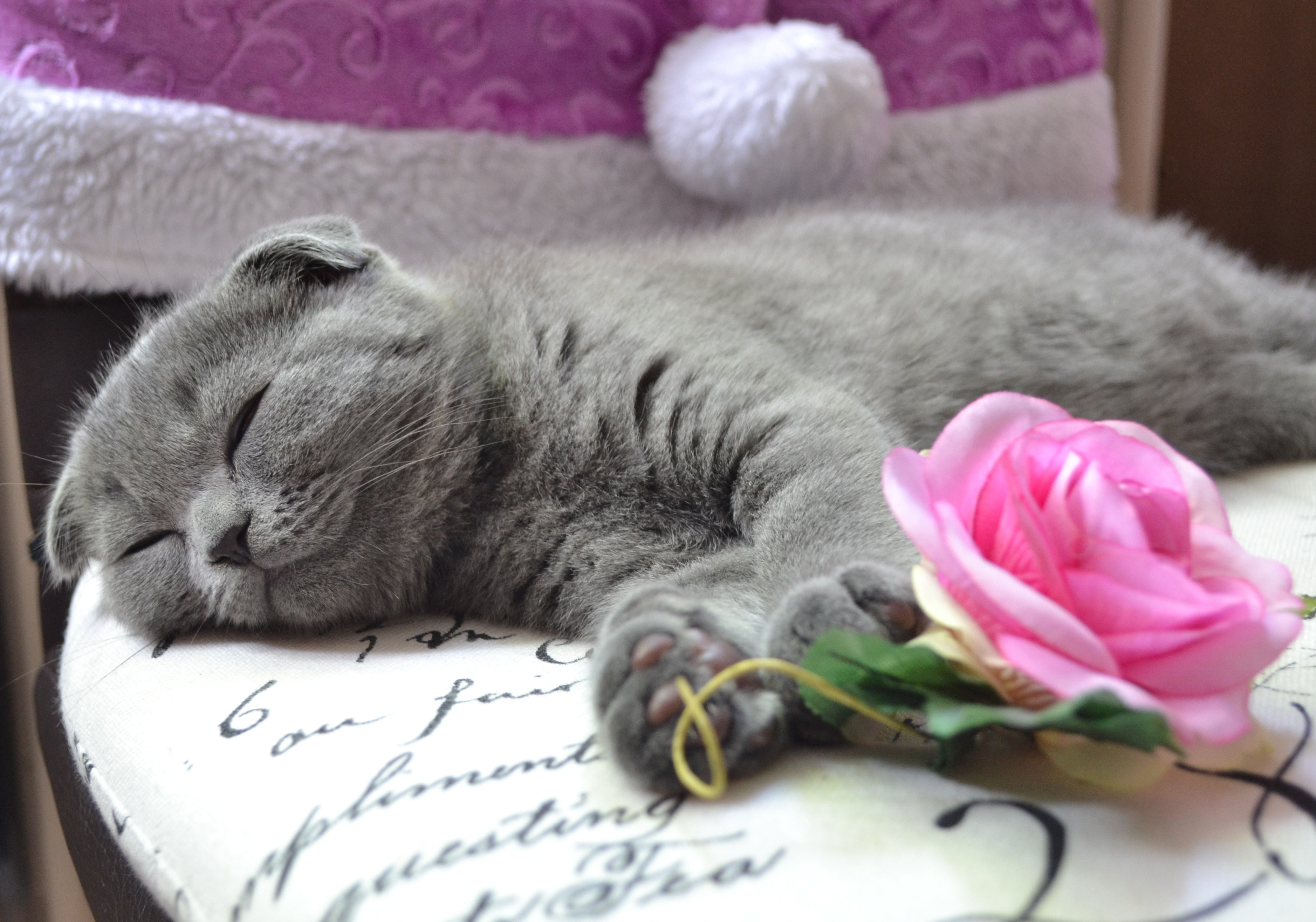 年轻的猫 灰色的猫图片_6695