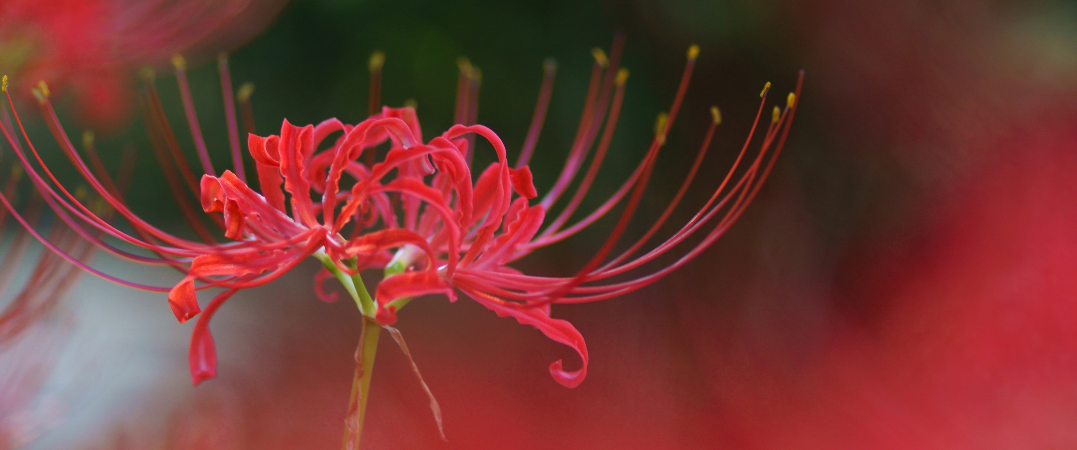 彼岸花3440x1440高清壁_15482