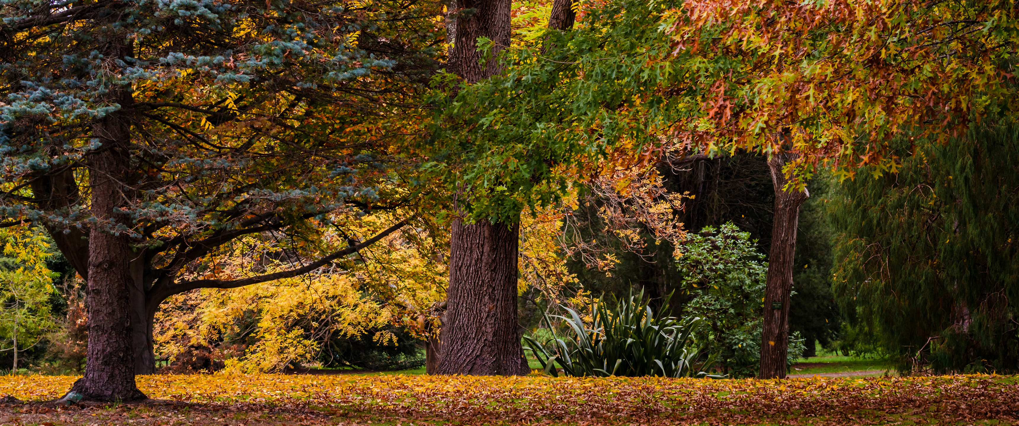 新西兰秋天风景3440x144_19836