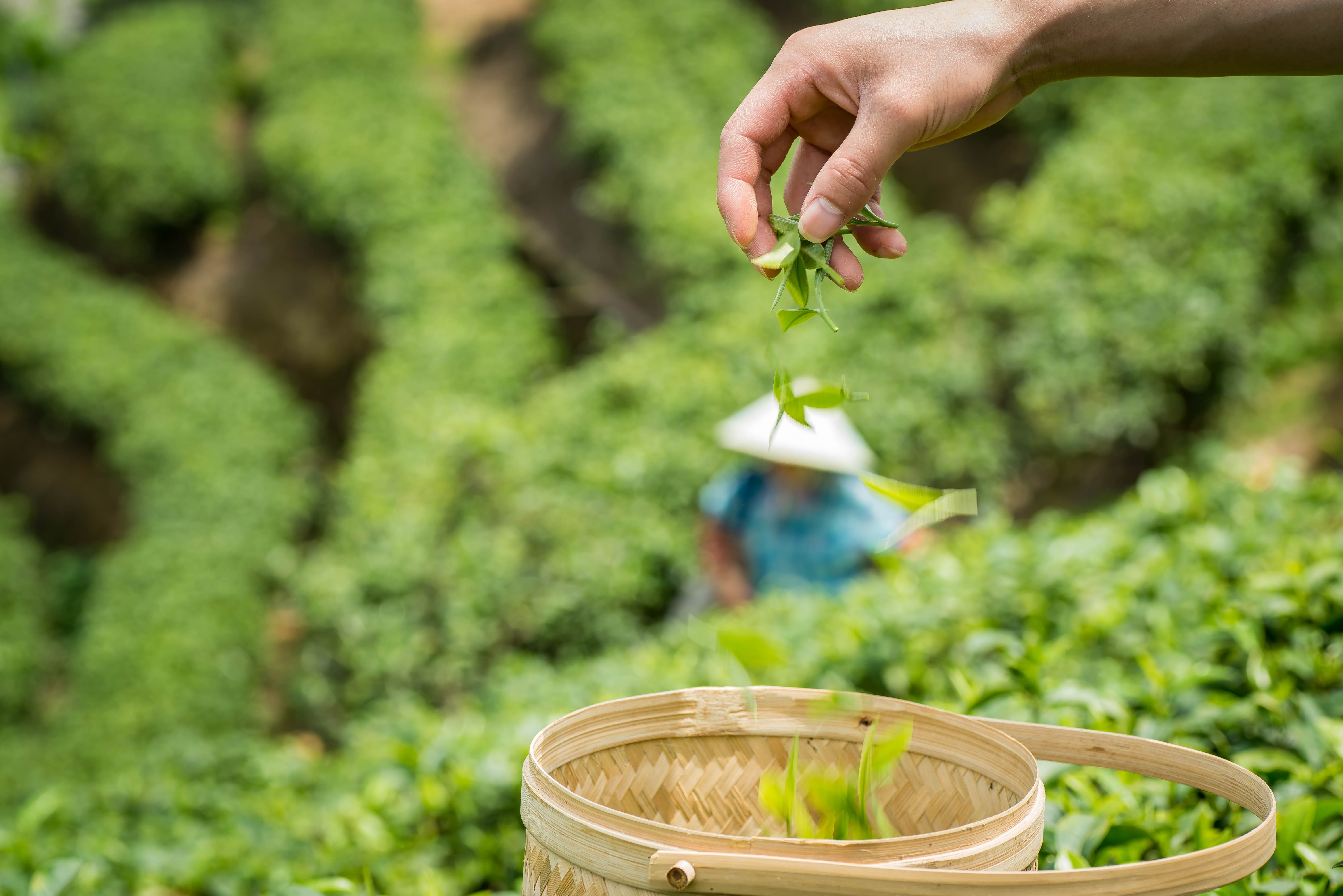 春天 高山 茶园 6k图片_6685