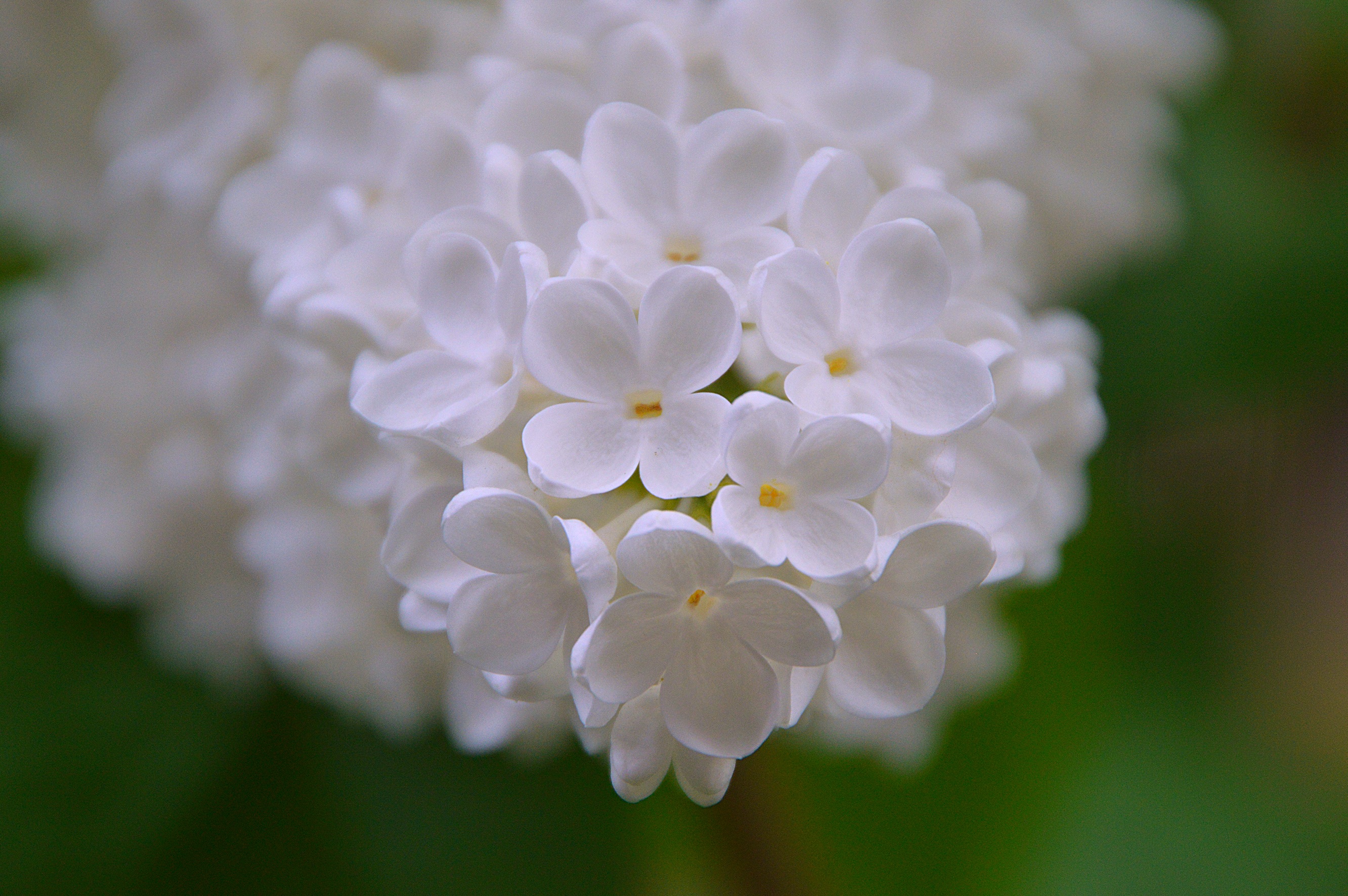 春天的绽放 白花 鲜花图_7488