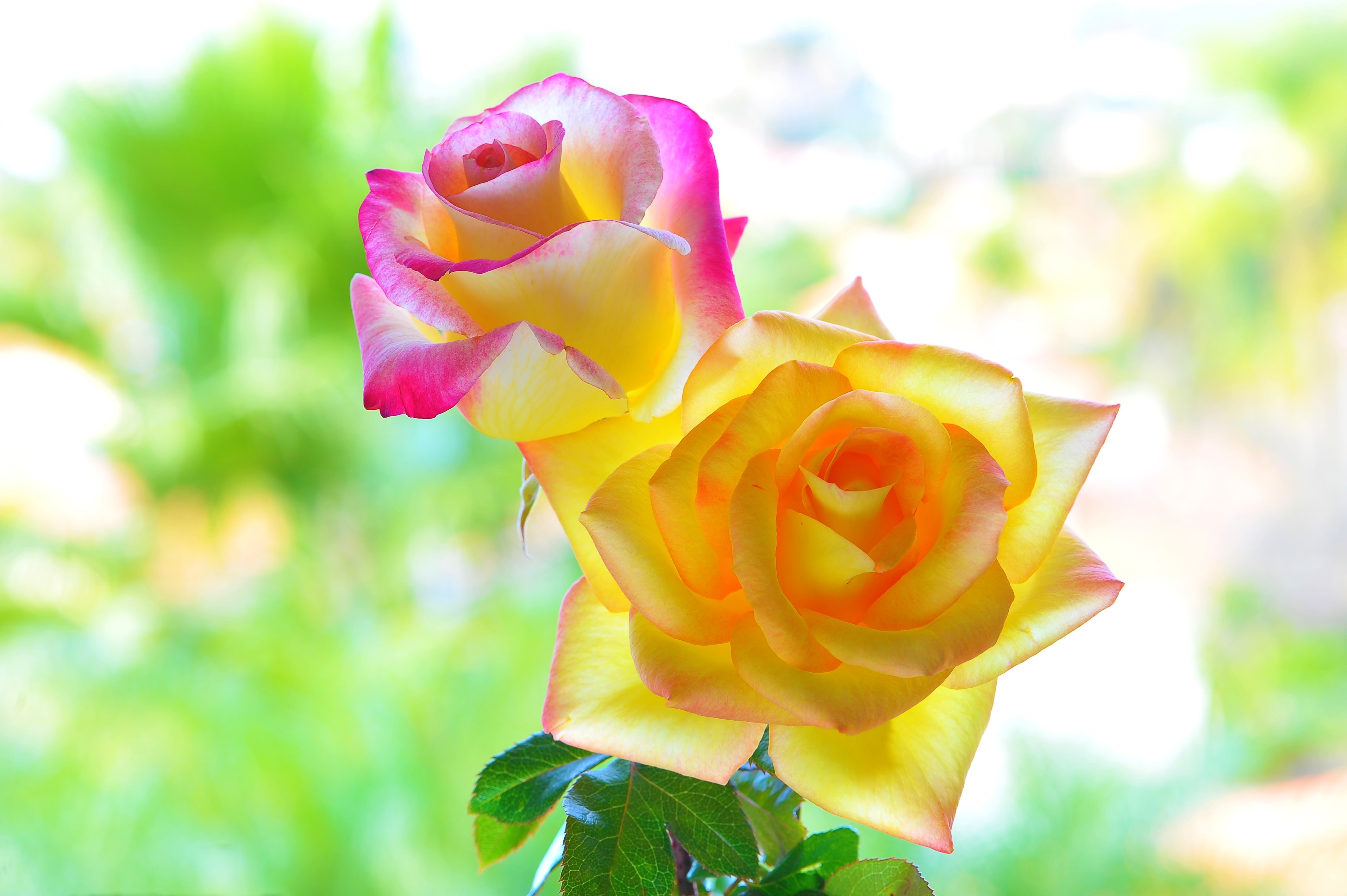 月季花4k图片_5668