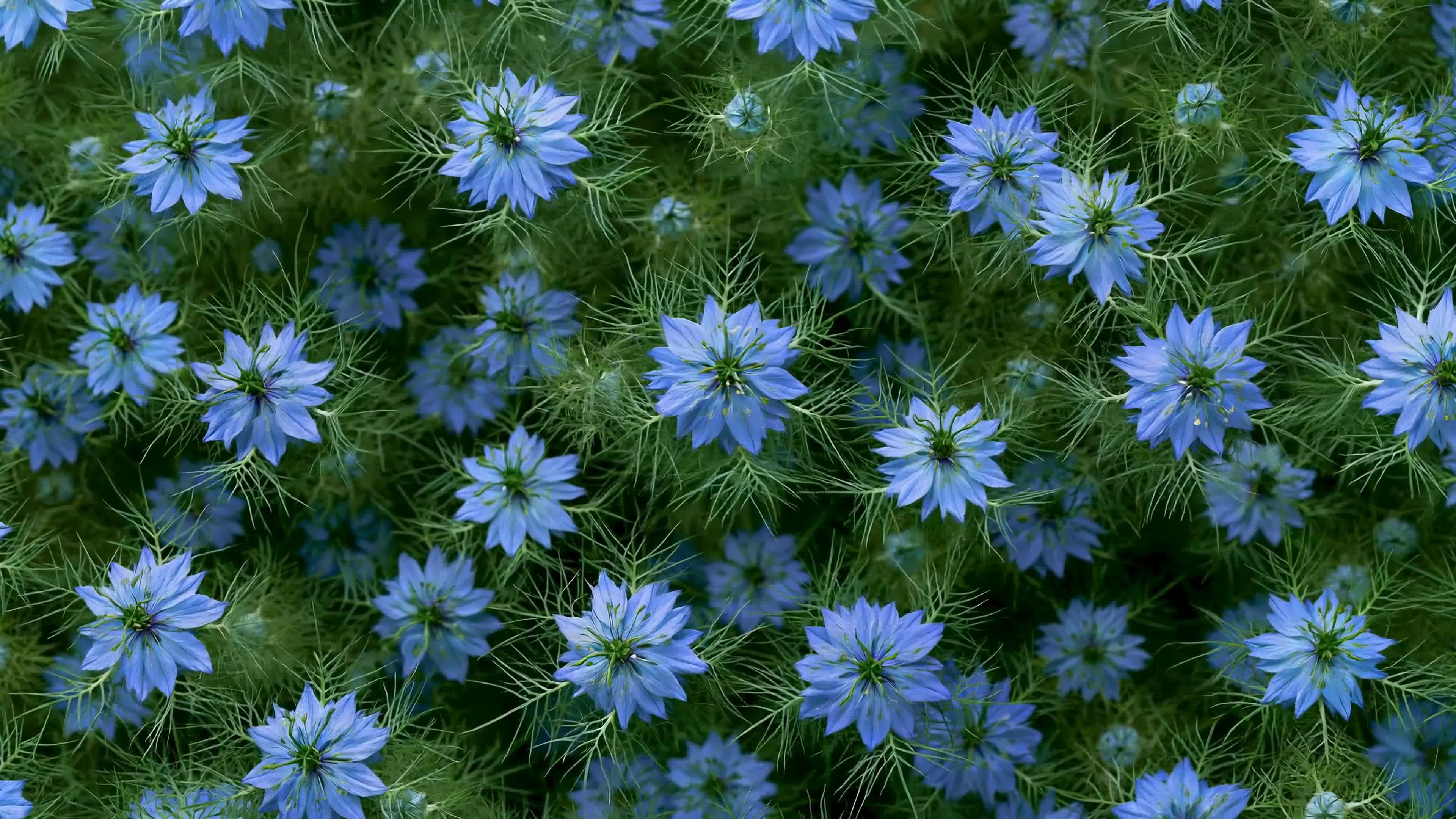 蓝色小花清新绿意