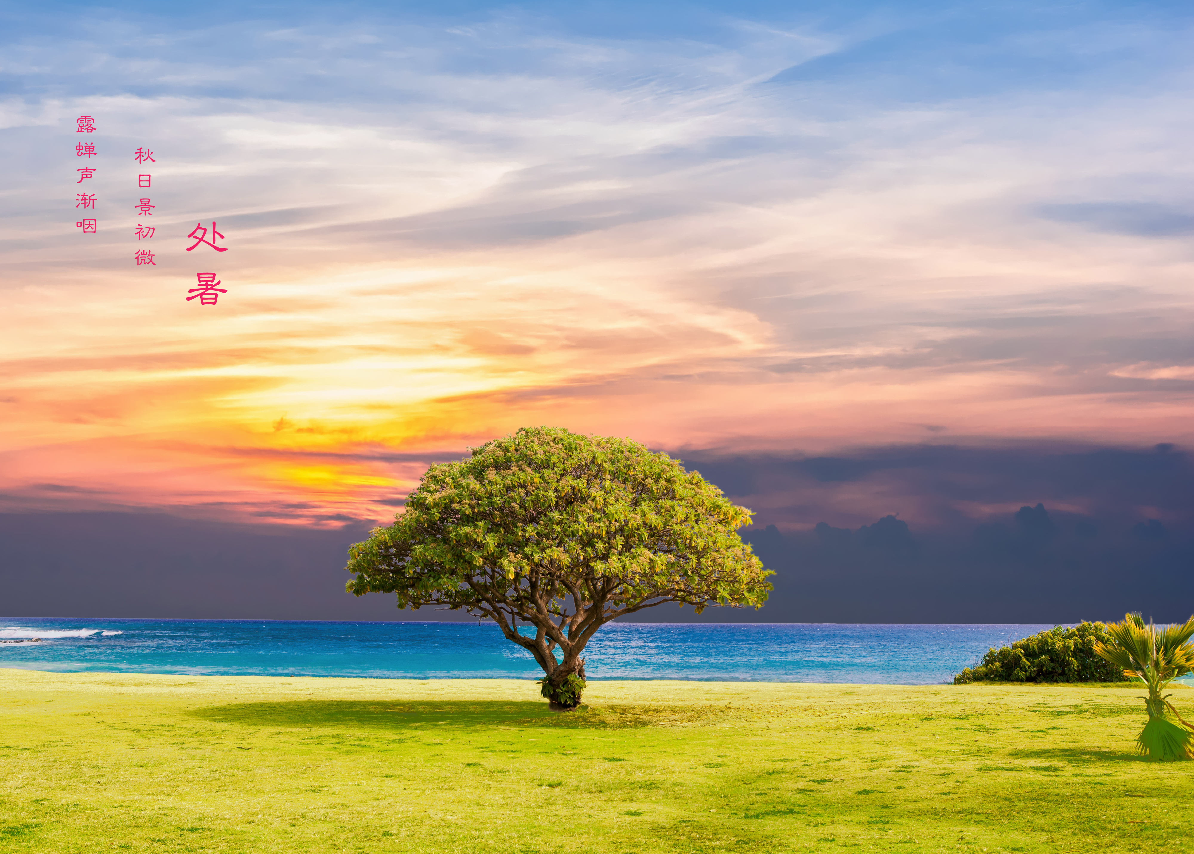 树 海 草 海洋 景观 处_13556