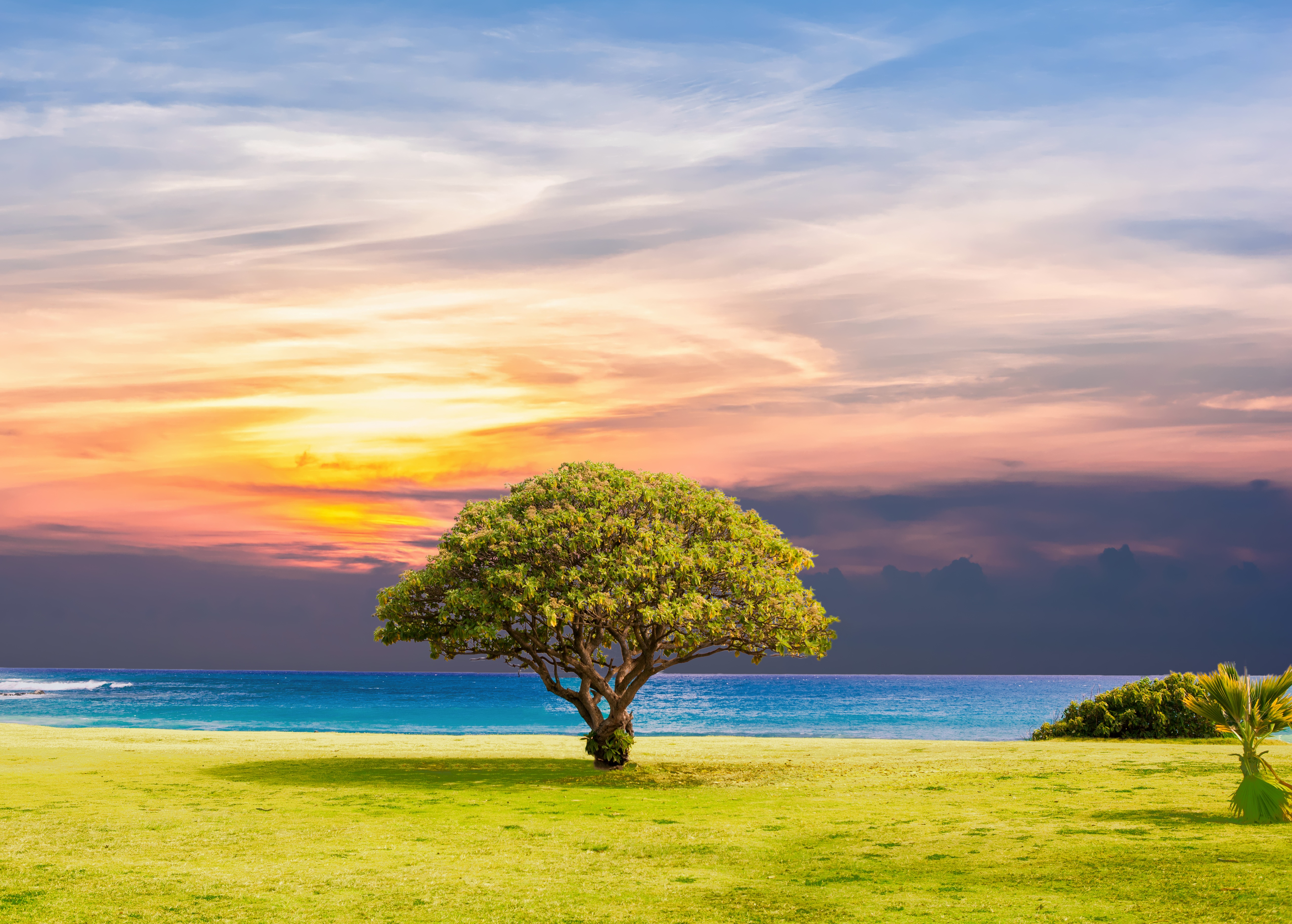 树 海 草 自然 海洋 夏_10871