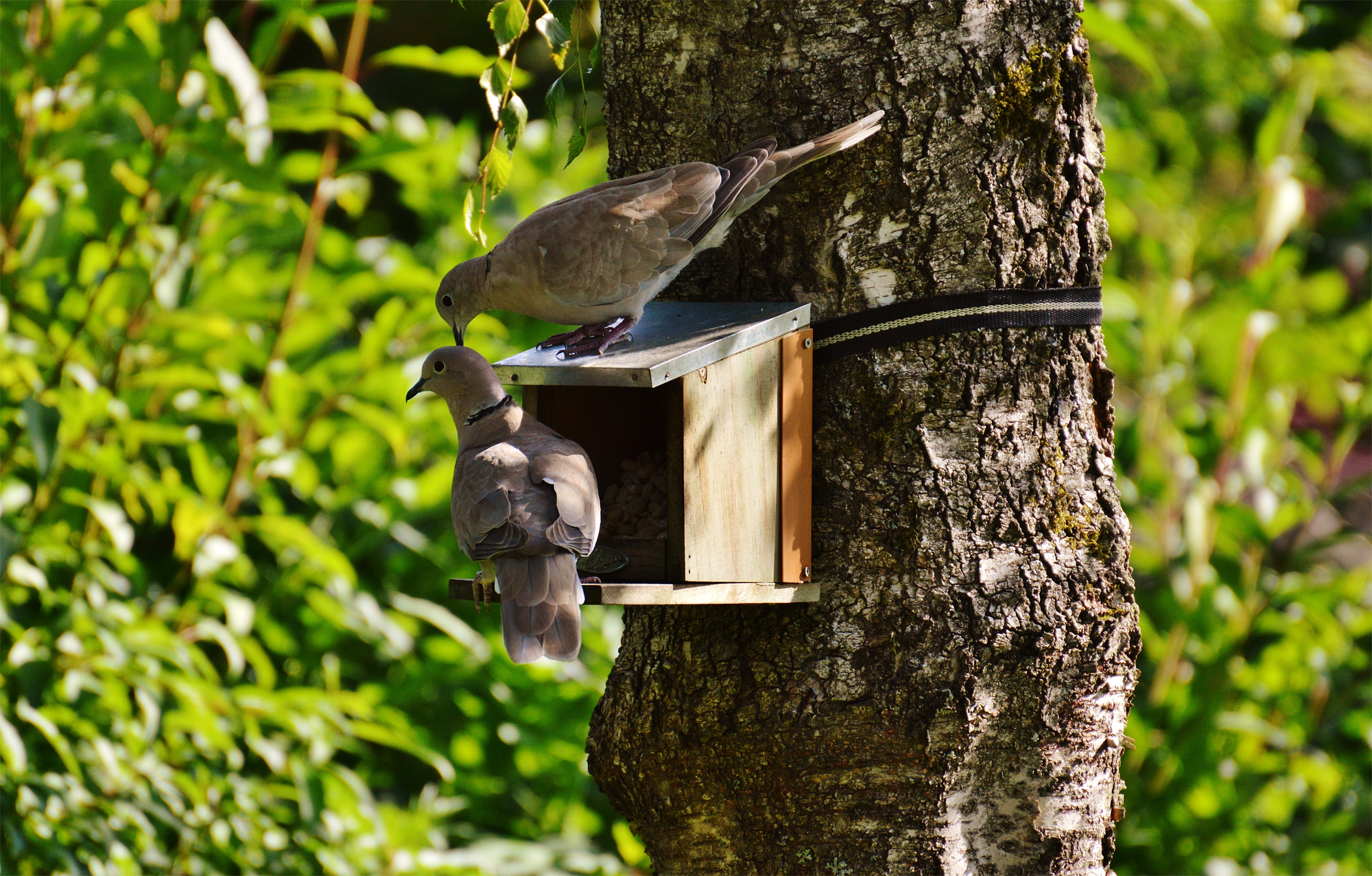 树上的鸟窝图片_3139