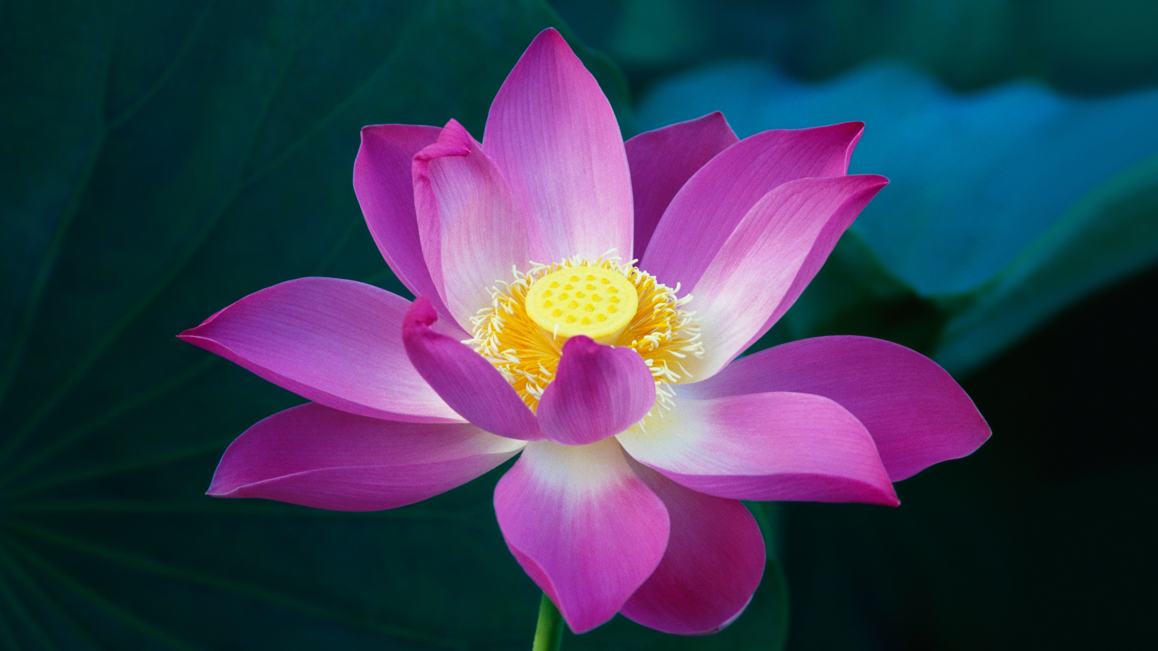 桃红色莲花4k壁纸_20932